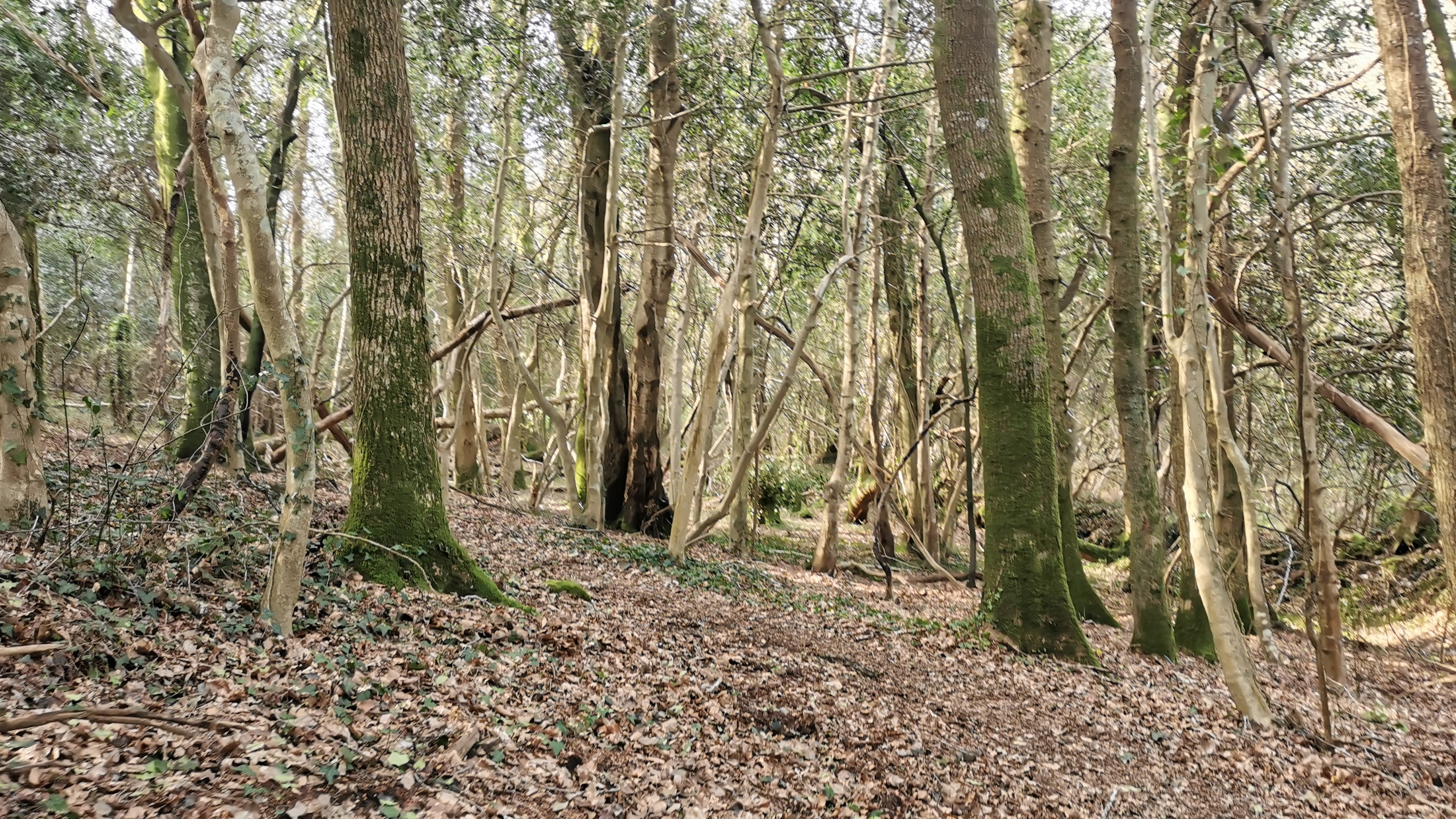 69-IMG_20210318_110944