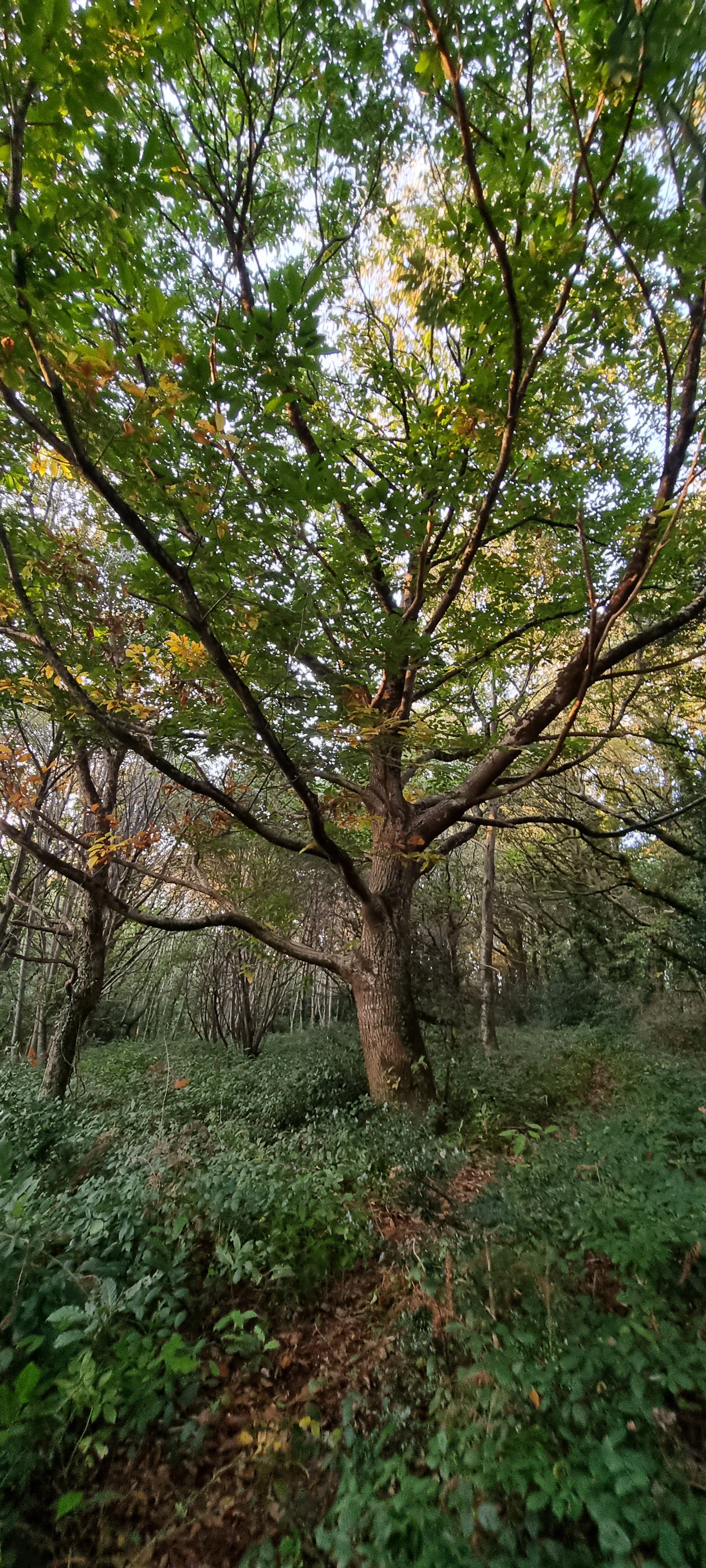 15-20211012_190431(0)