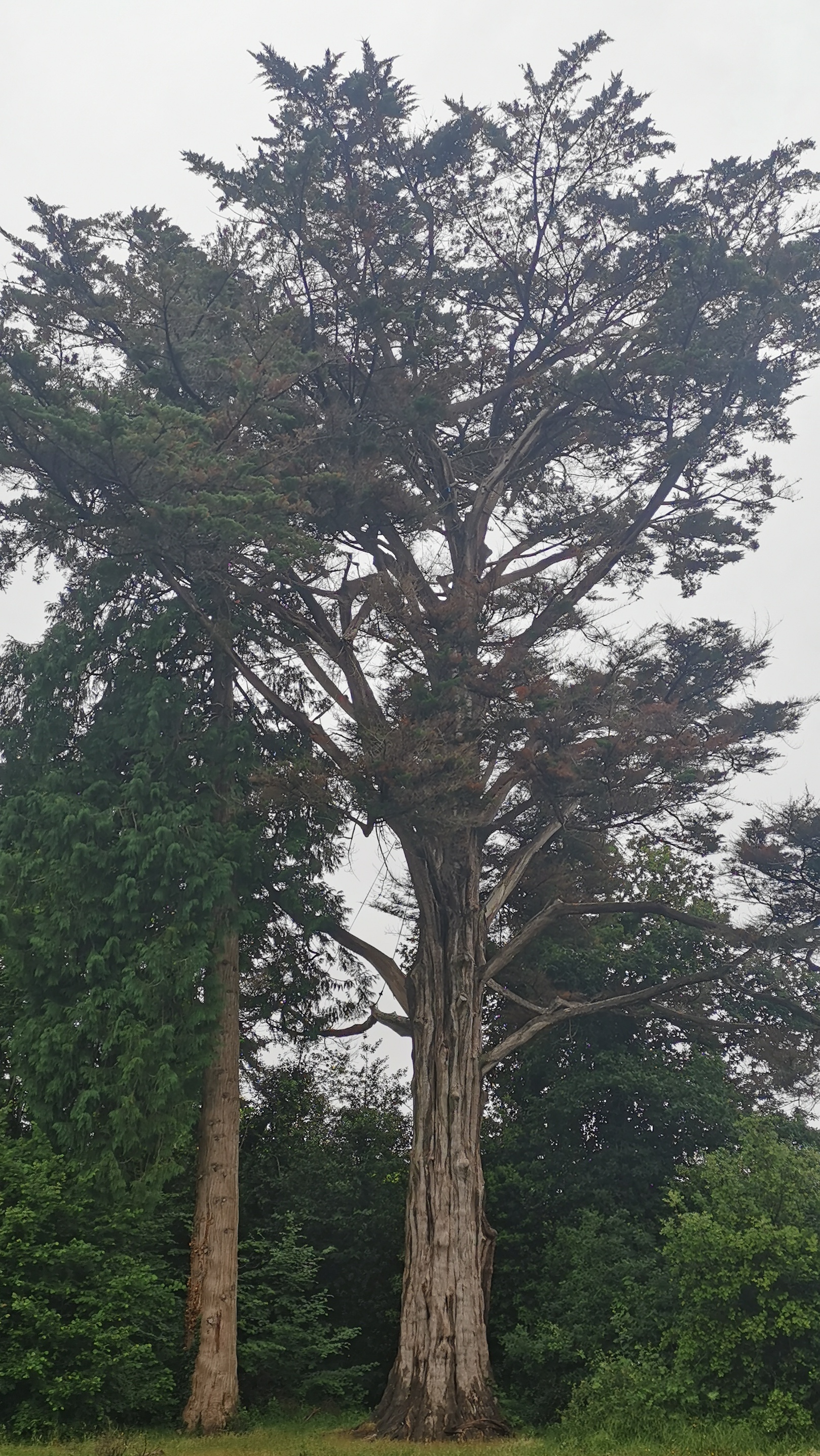 14-IMG_20210617_102630