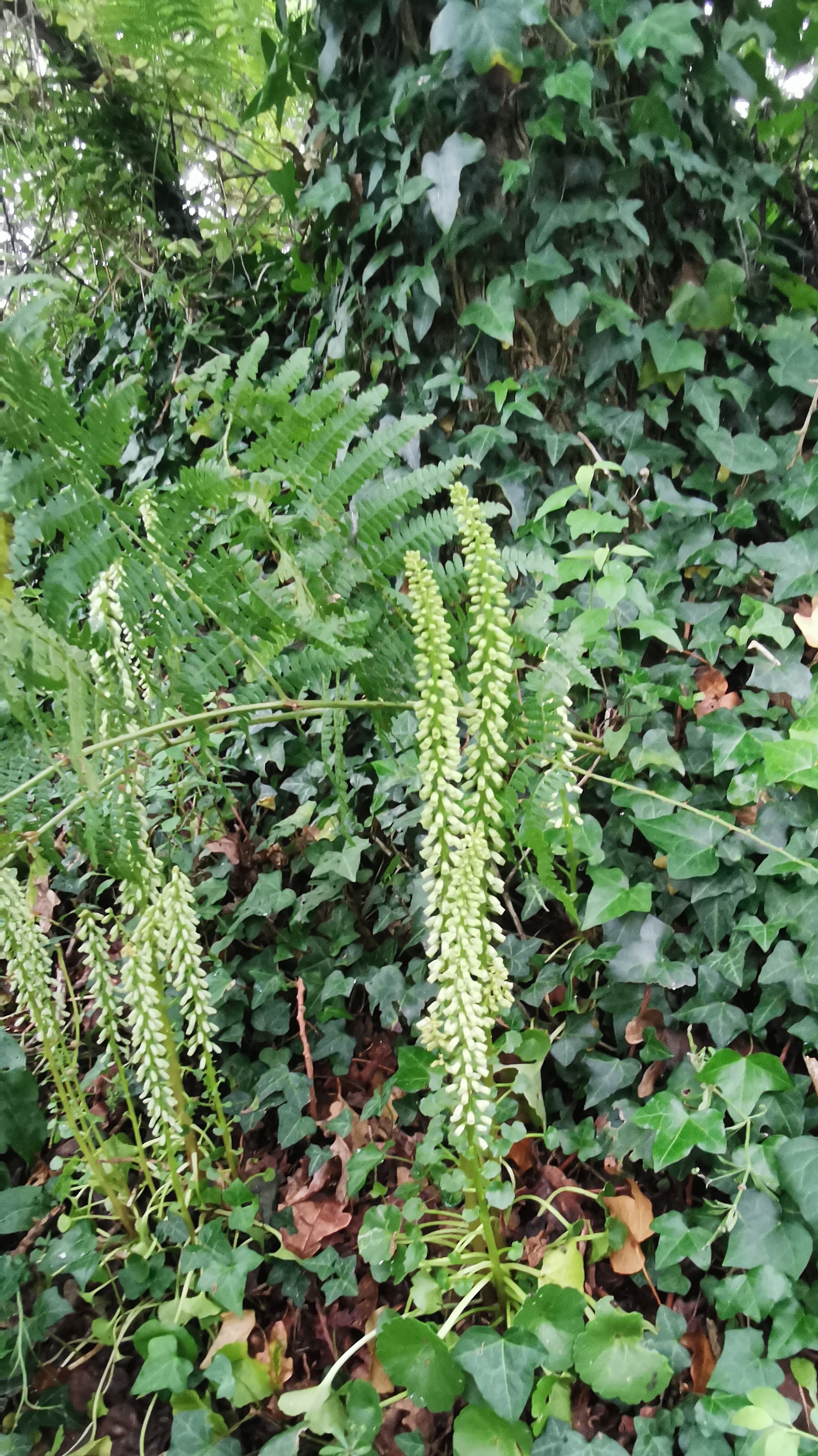 155-IMG_20210620_114054