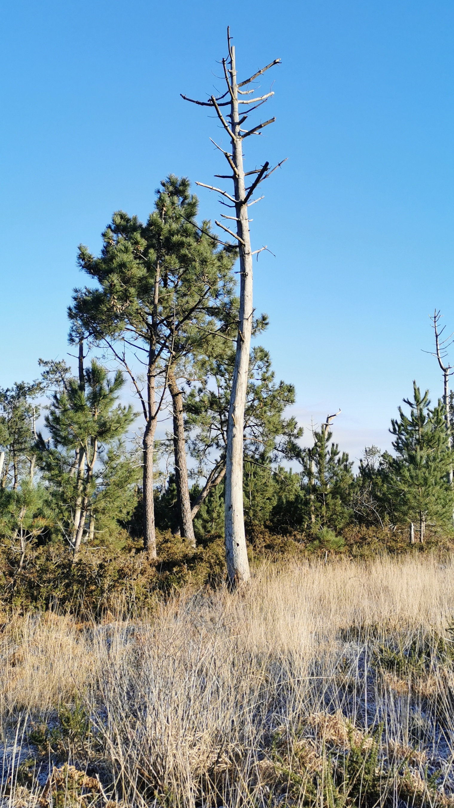 057-IMG_20210110_104032