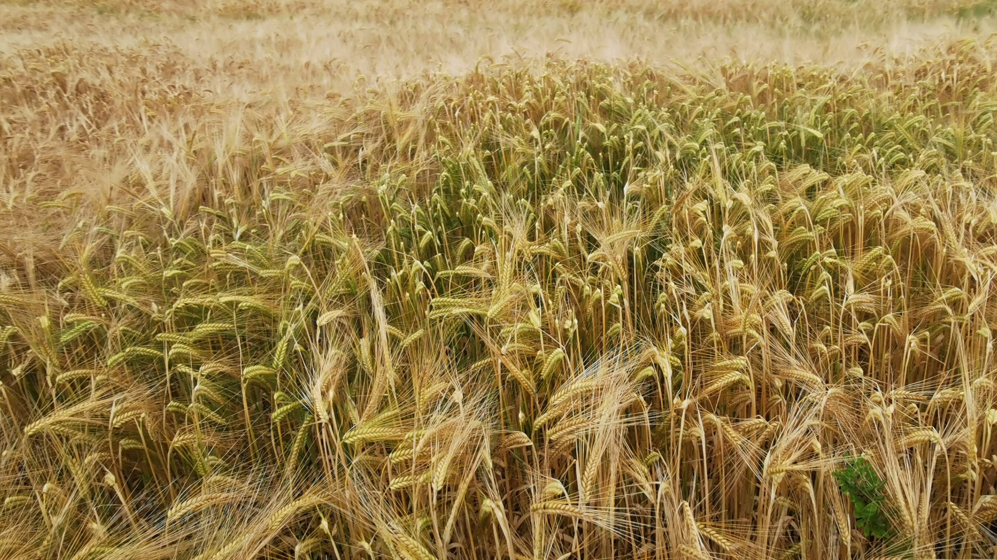 093-IMG_20210620_105024