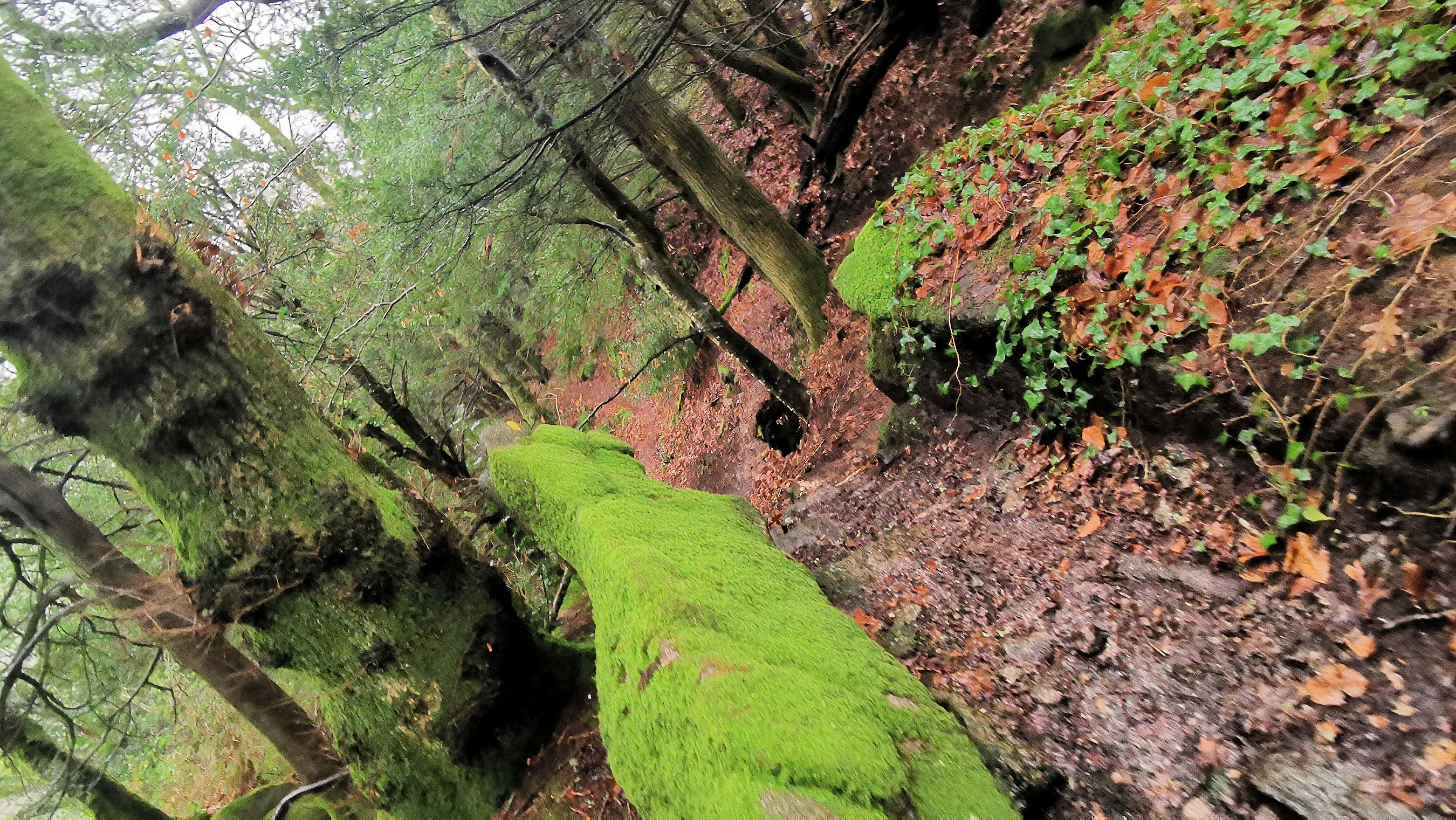 68-IMG_20210121_113553