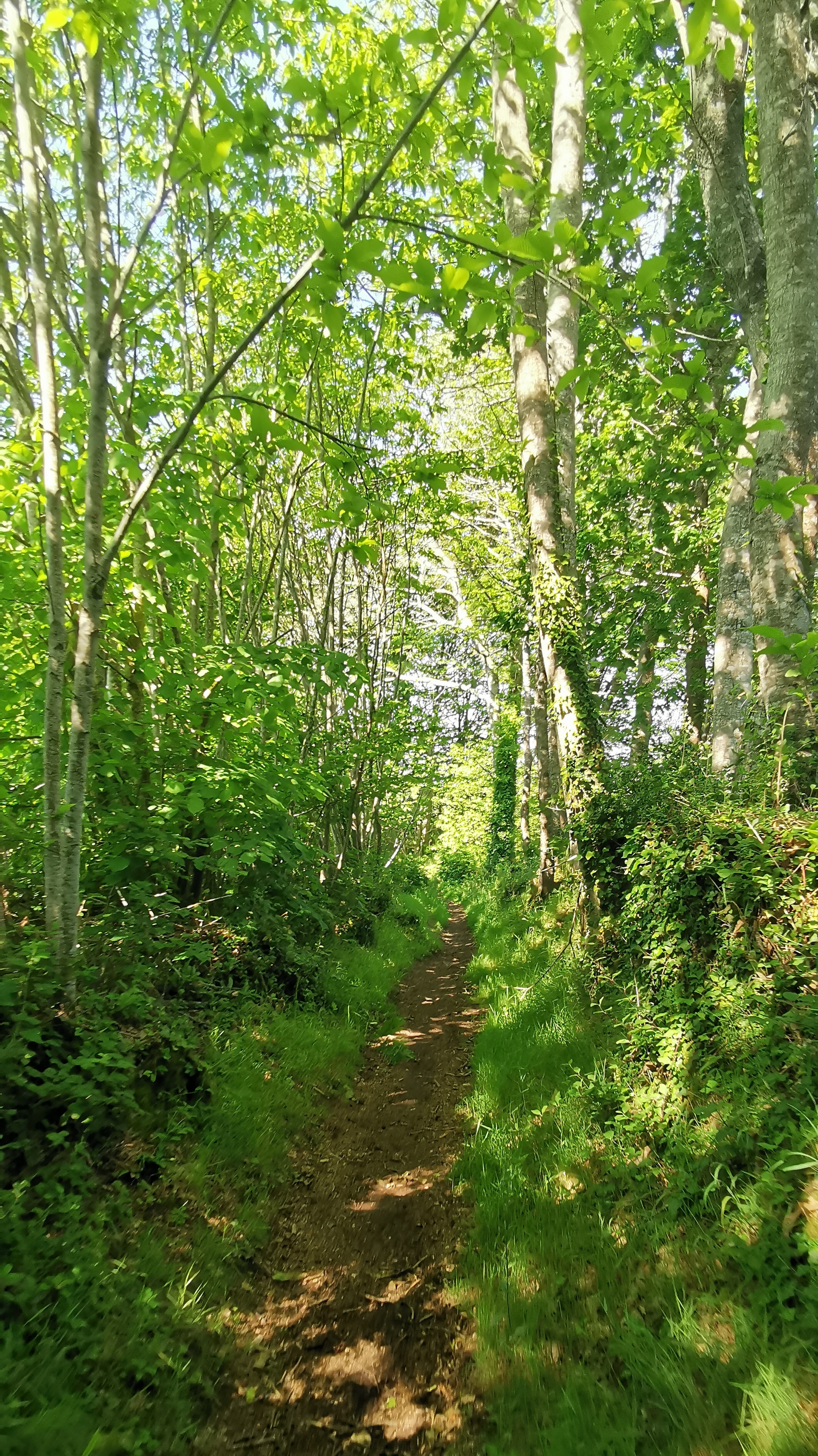 31-IMG_20210531_105118