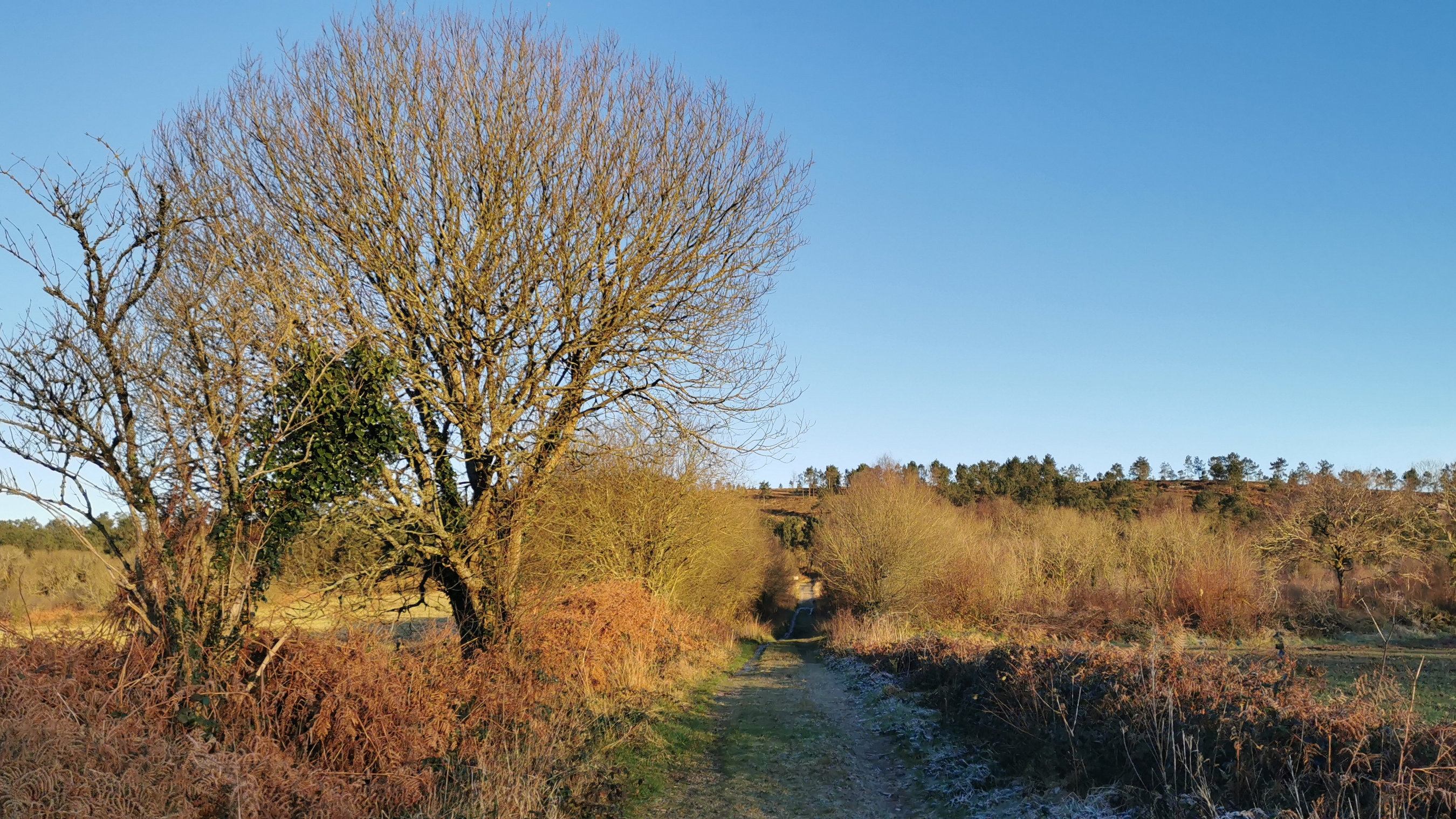 003-IMG_20210110_094158