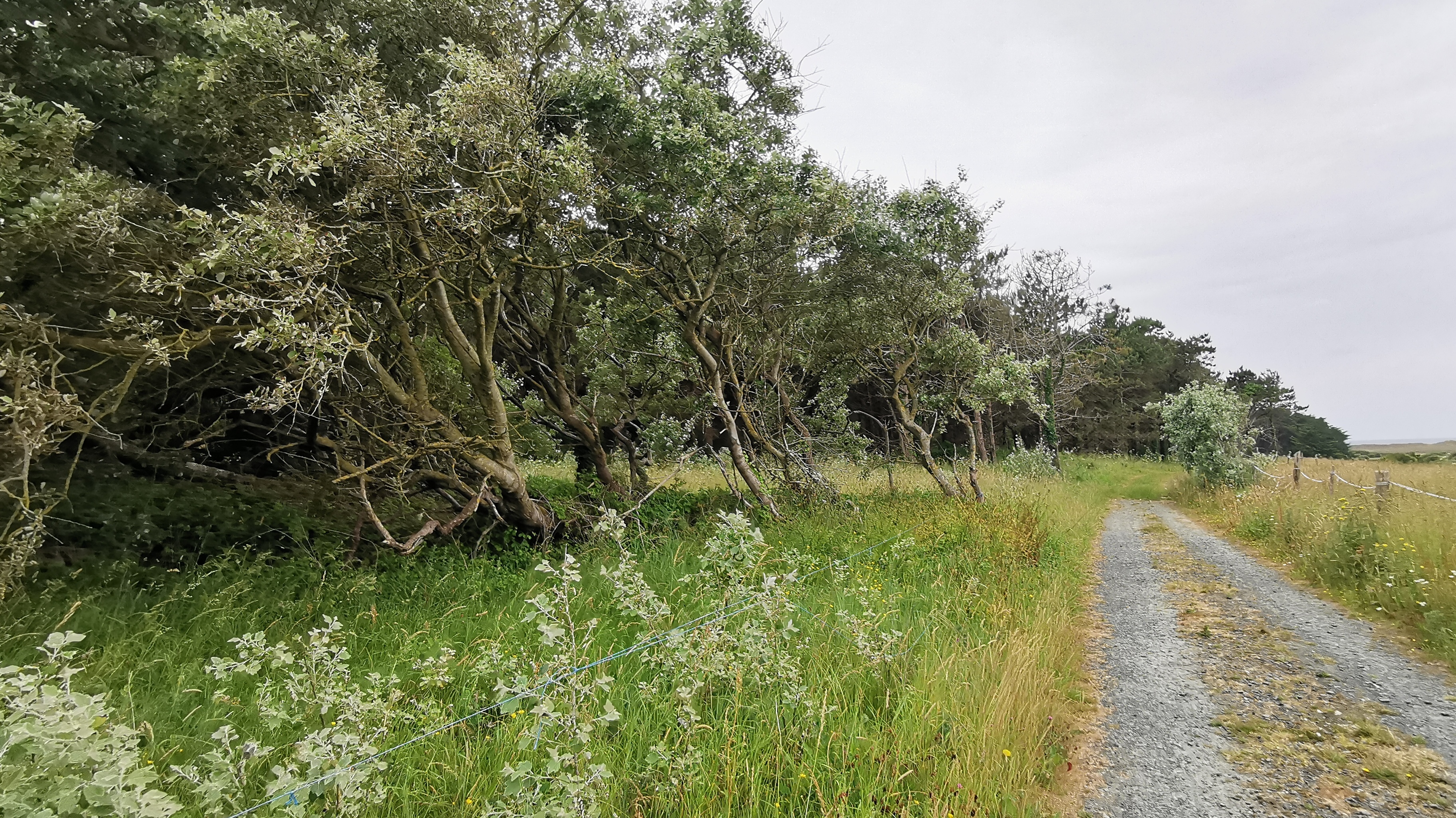 56-IMG_20210619_114127