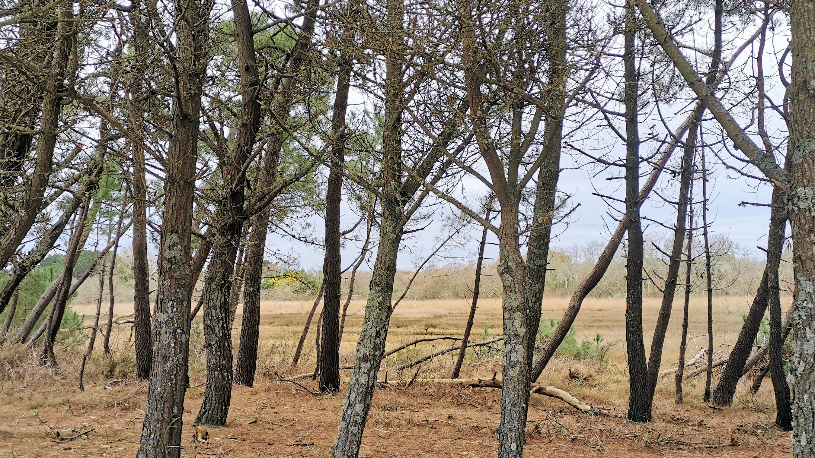 20-IMG_20210208_112803