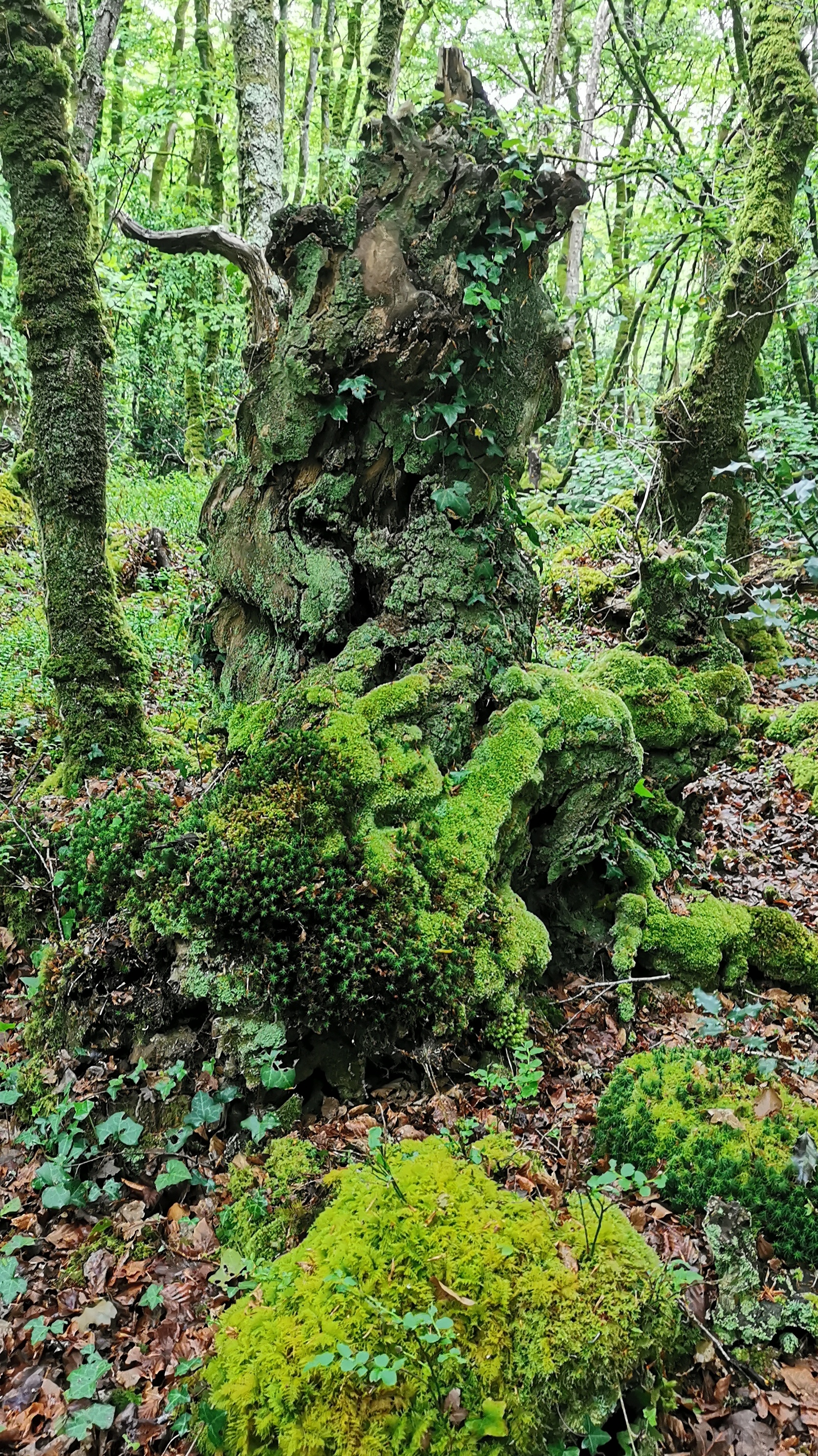 32-IMG_20210508_103916_1