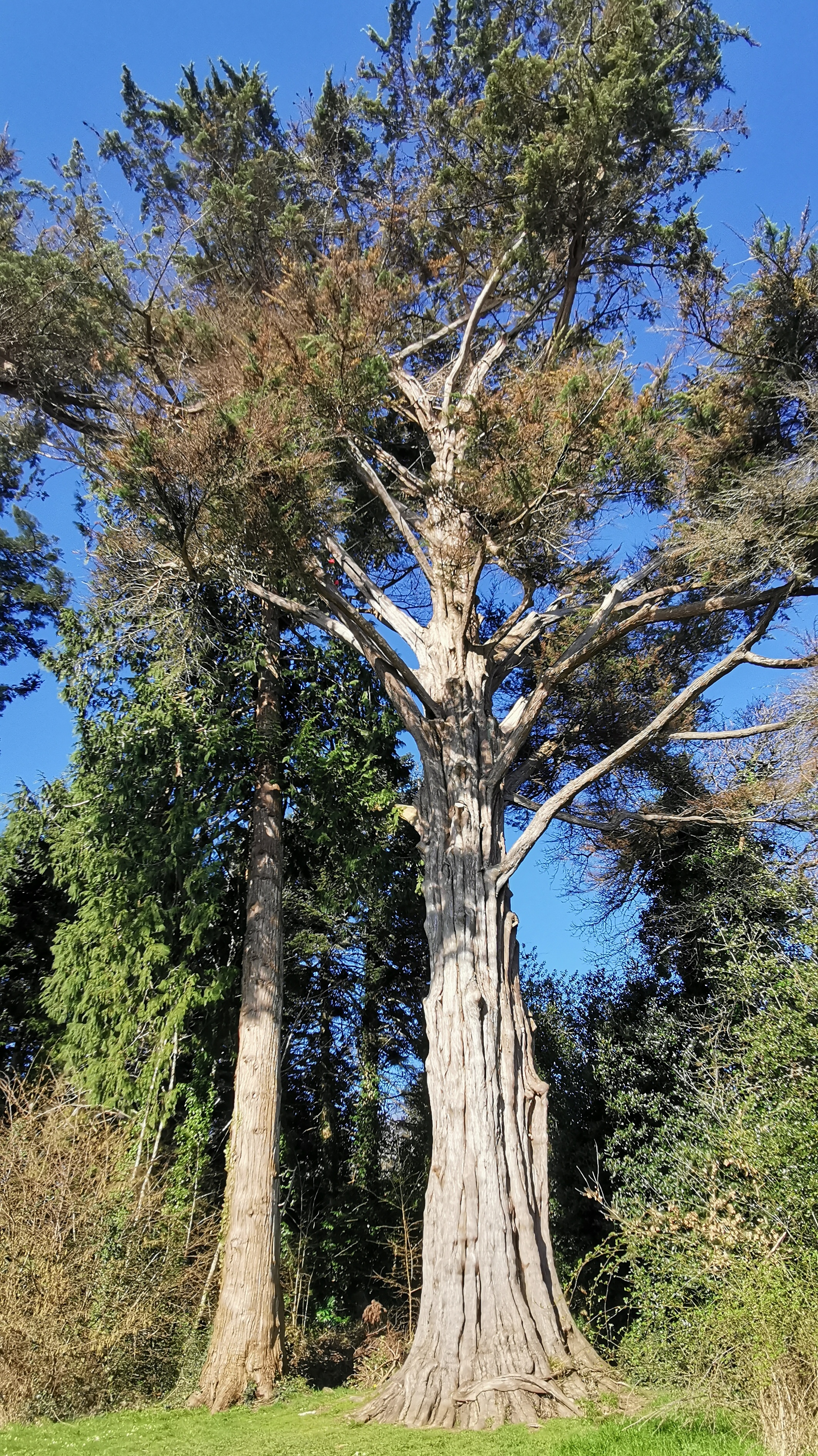 18-IMG_20210320_102749