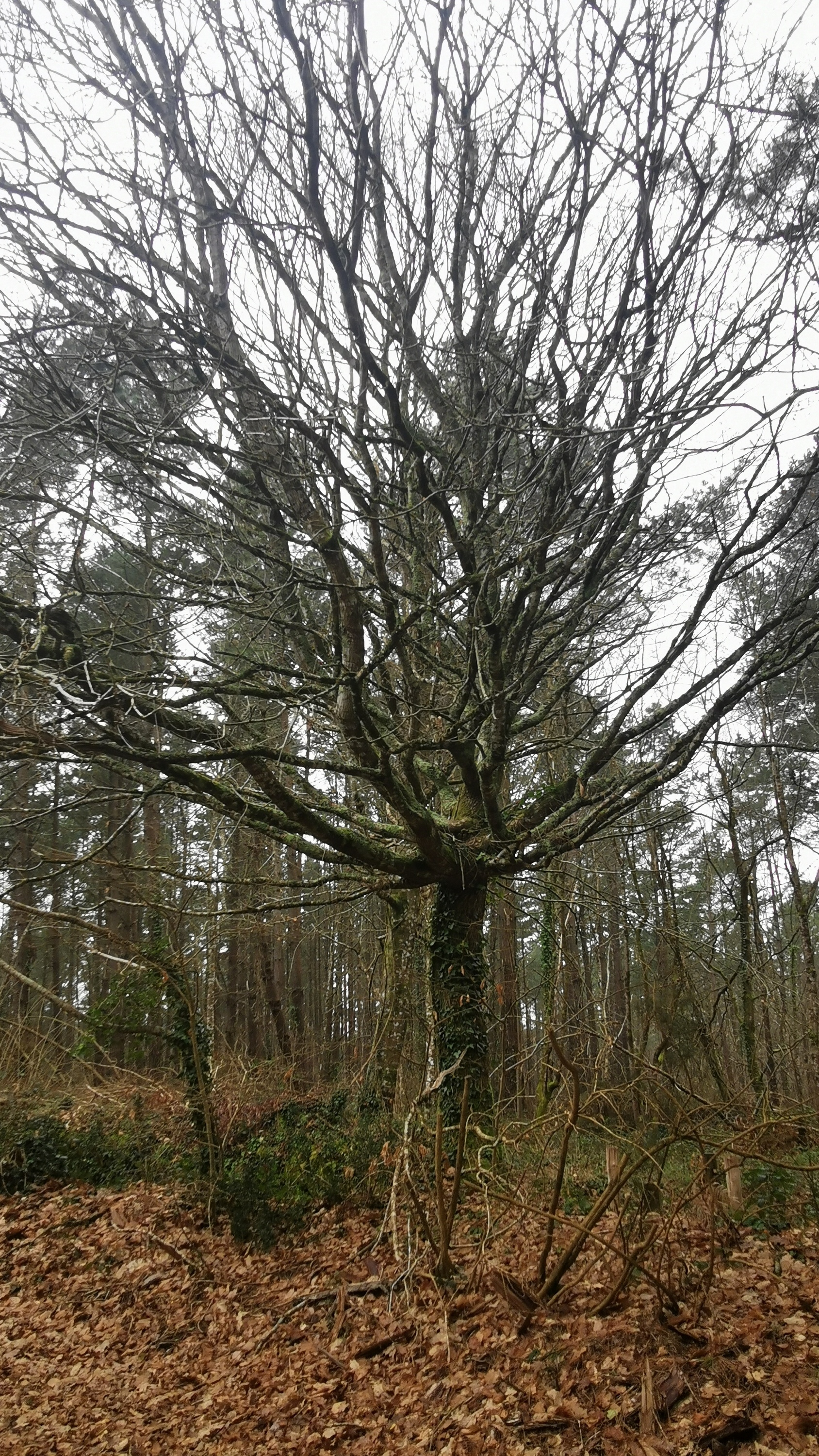 37-IMG_20210304_105202_1