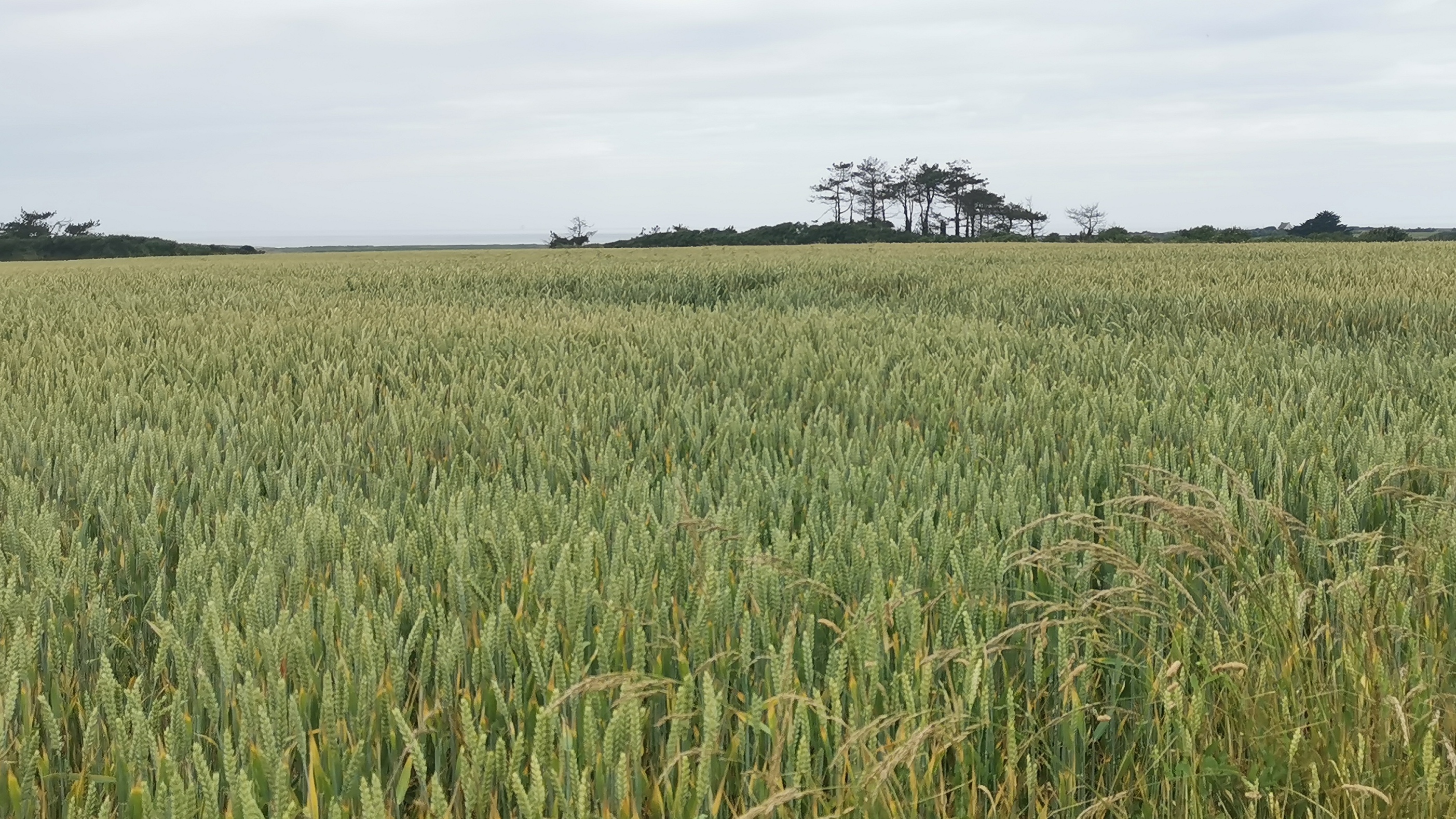 17-IMG_20210619_095750