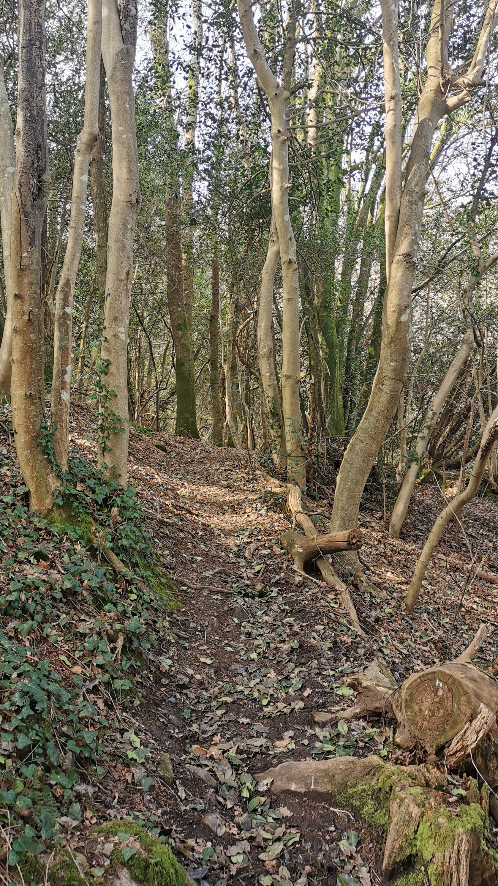 68-IMG_20210318_110937