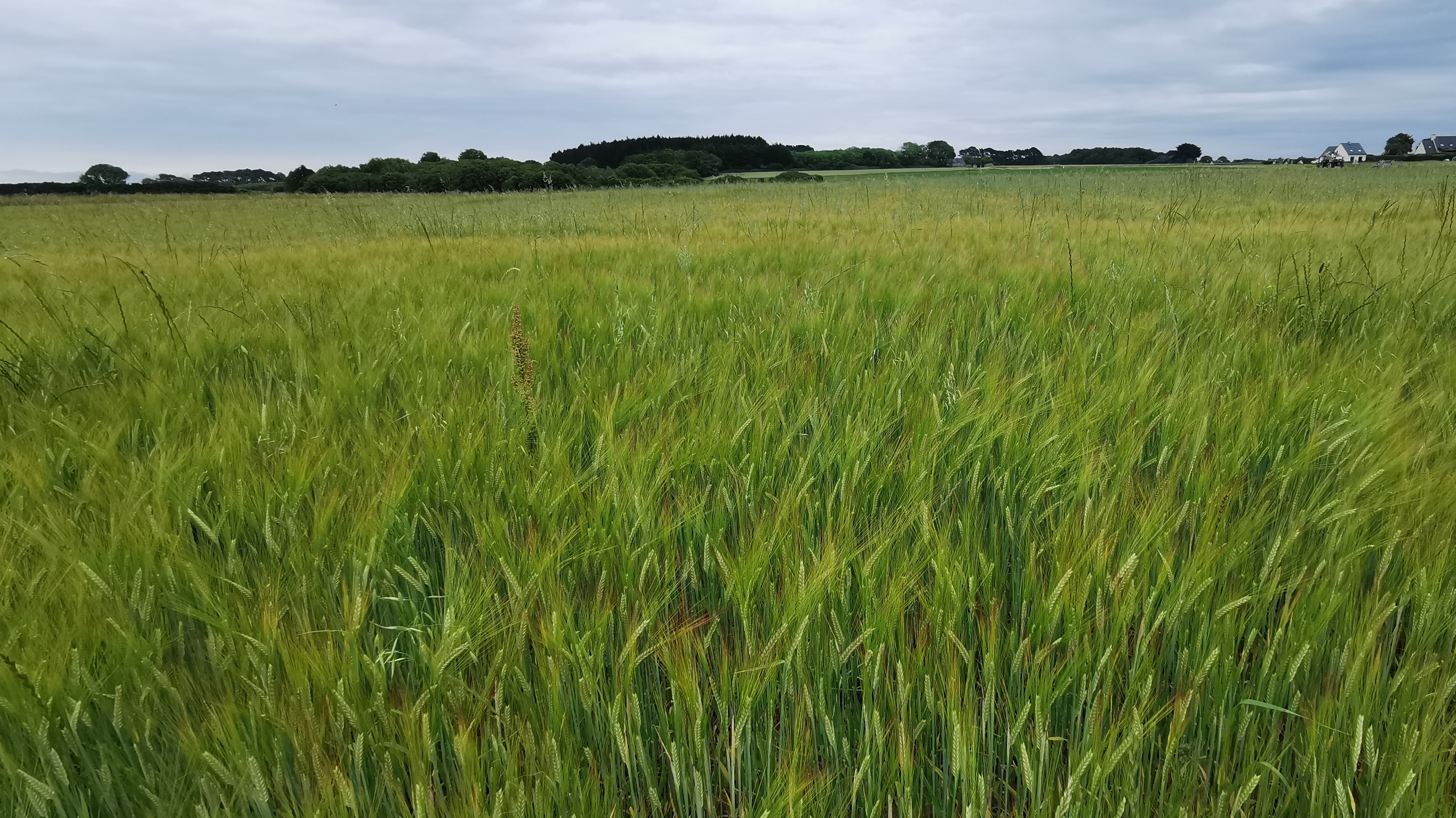 50-IMG_20210619_105045