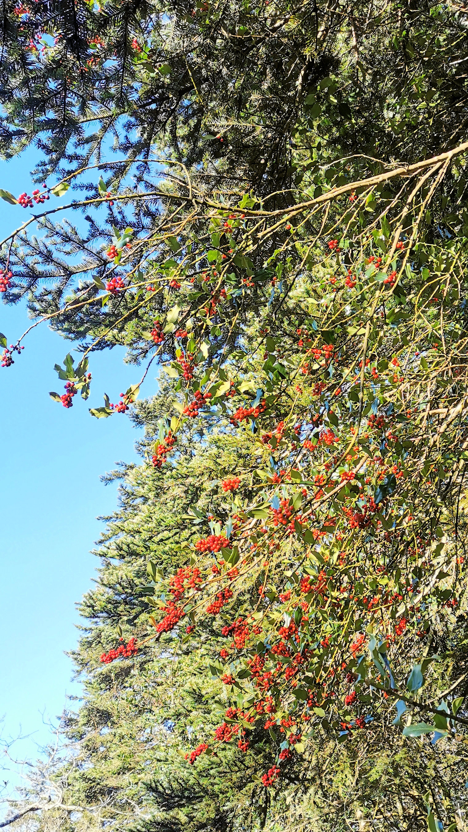 33-IMG_20210109_105146