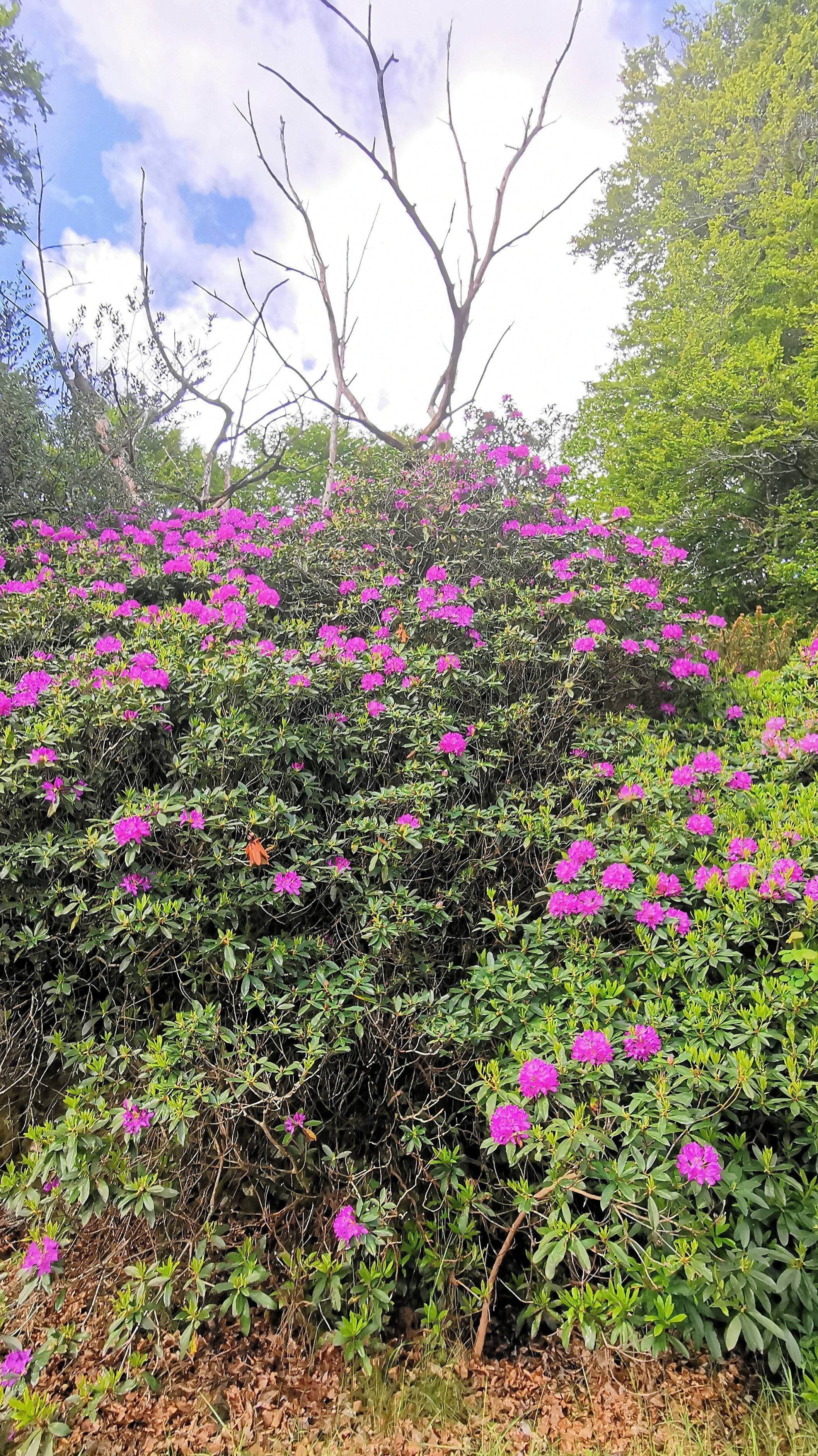 14-IMG_20210522_104824