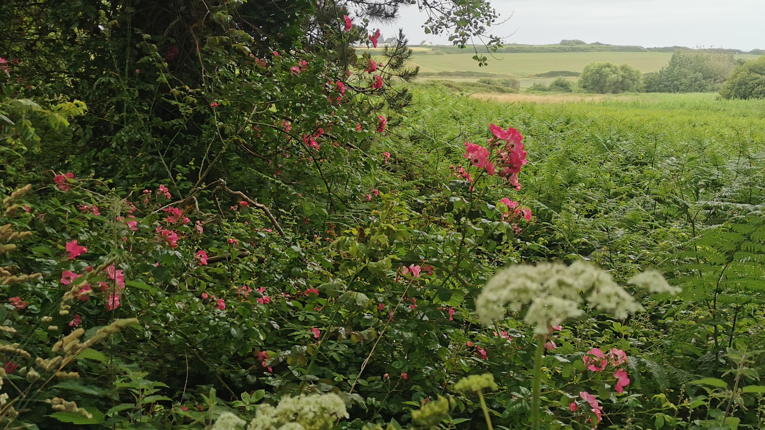 082-IMG_20210620_103907