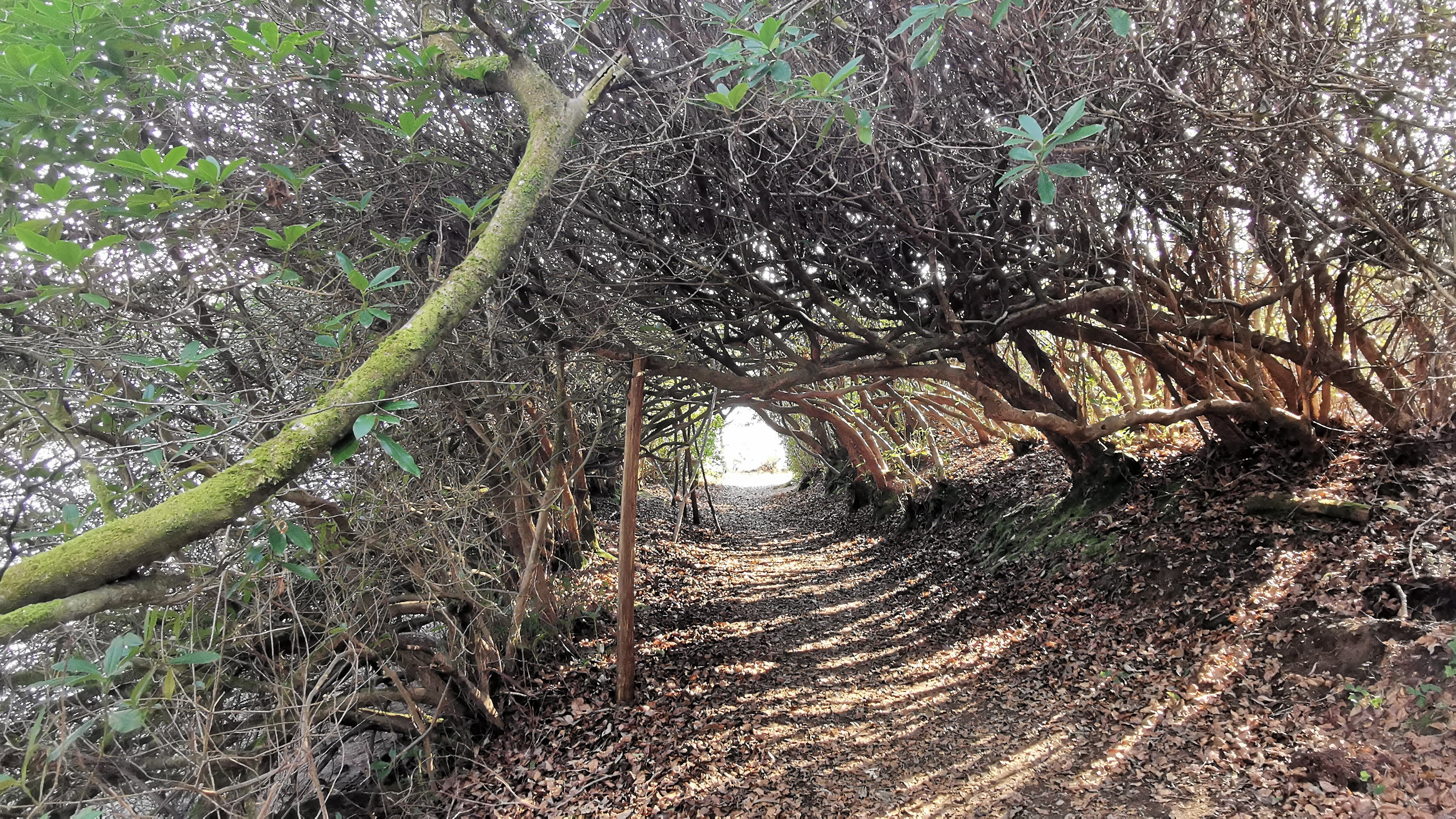 20-IMG_20210308_104123_1