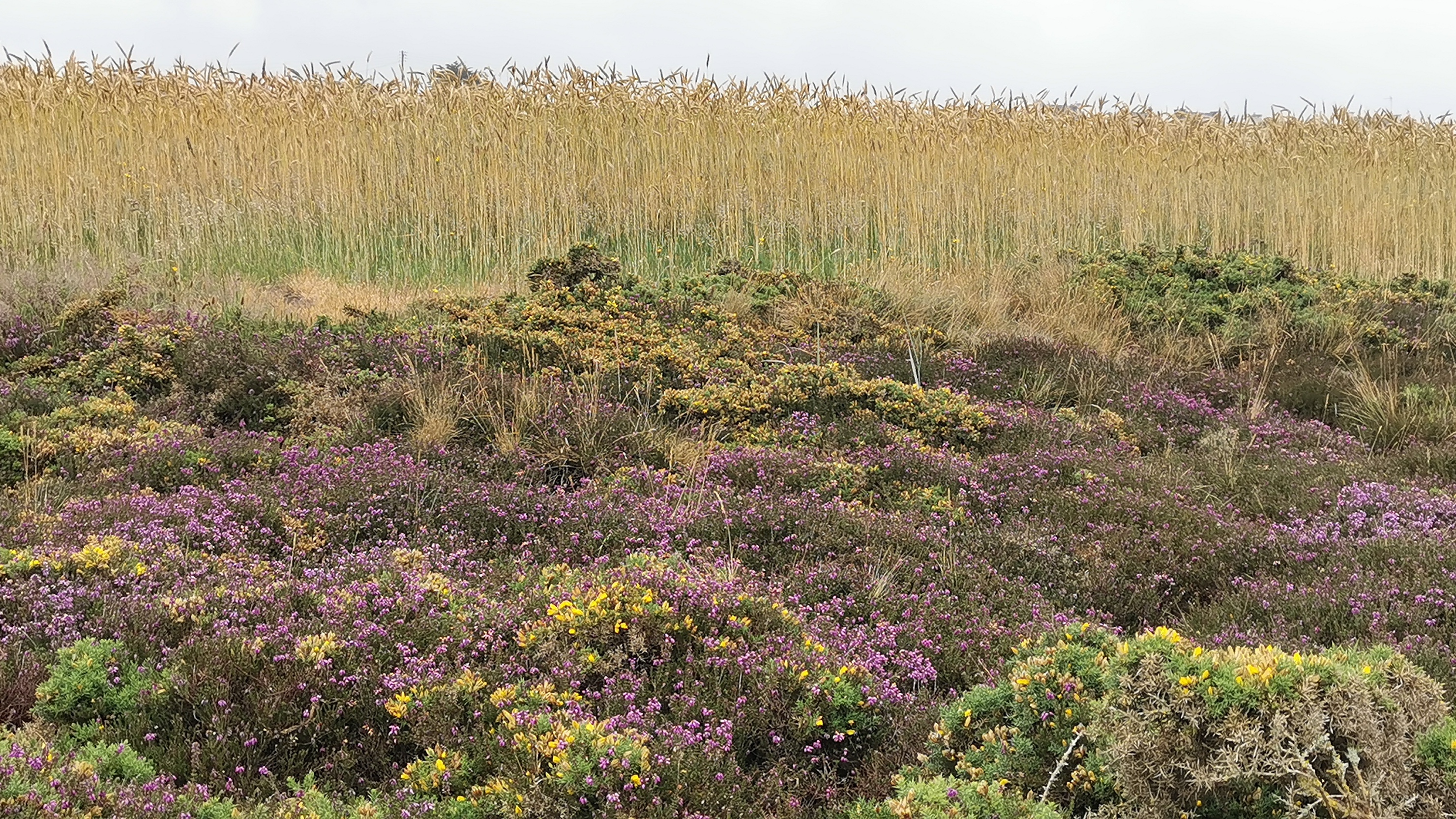 175-IMG_20210620_115046