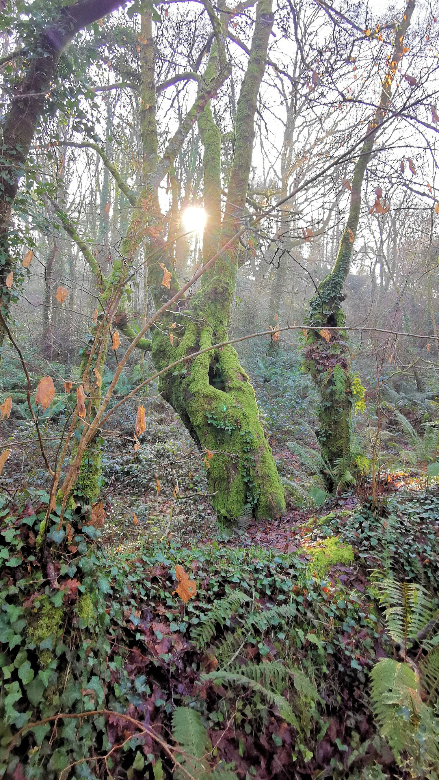 20-IMG_20210206_103152