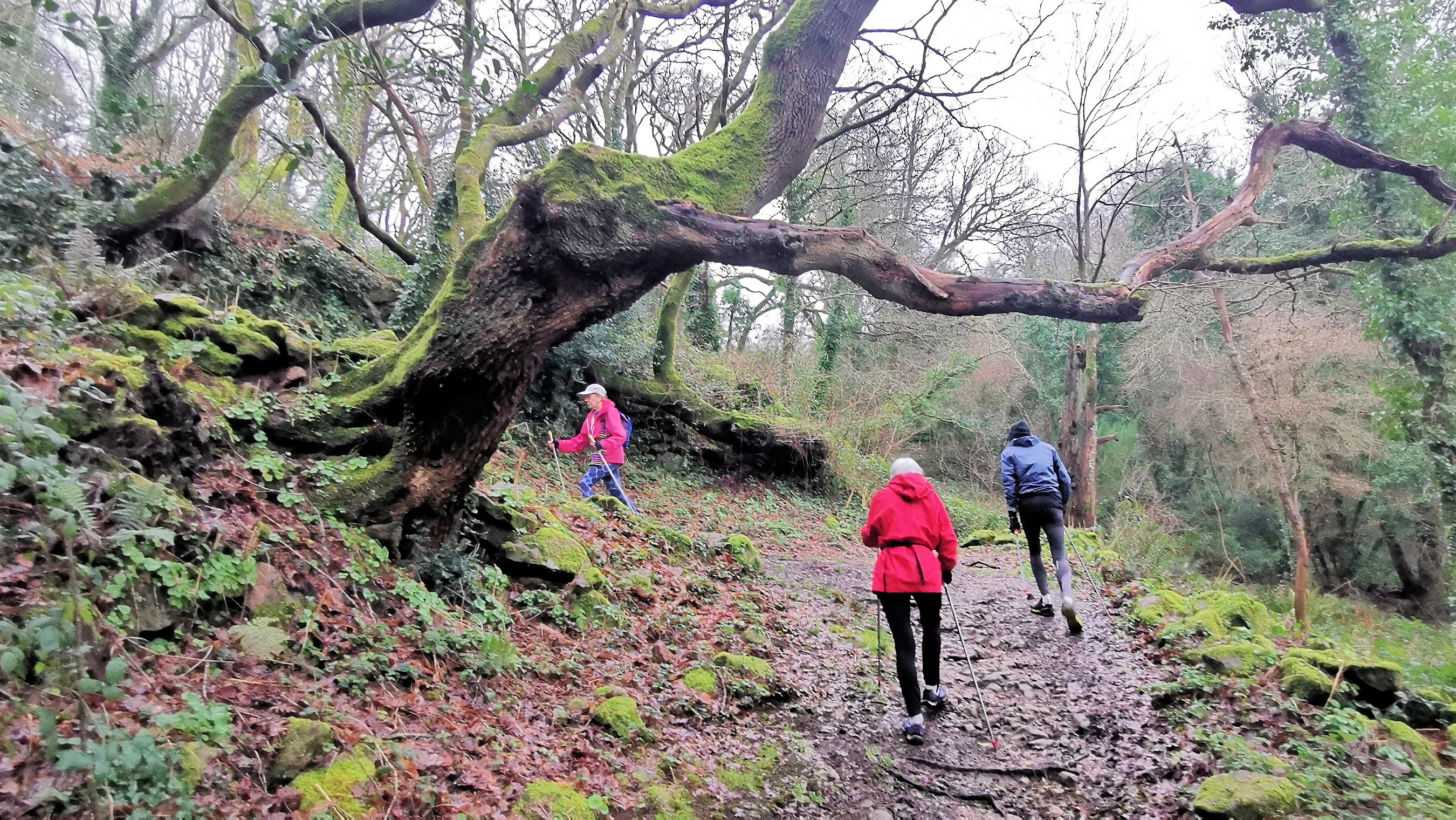 19-IMG_20210121_101335_1