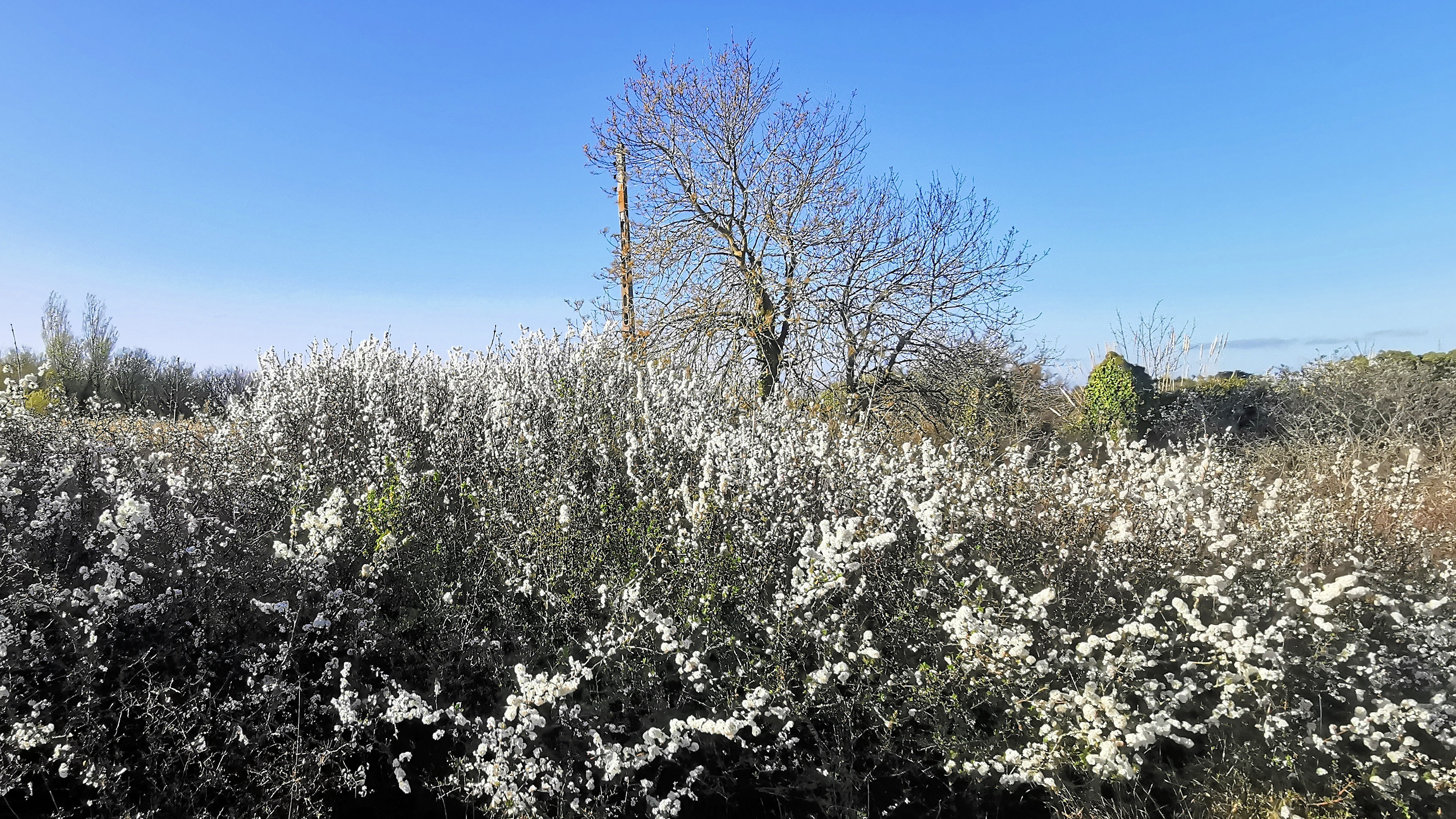 13-IMG_20210403_101007