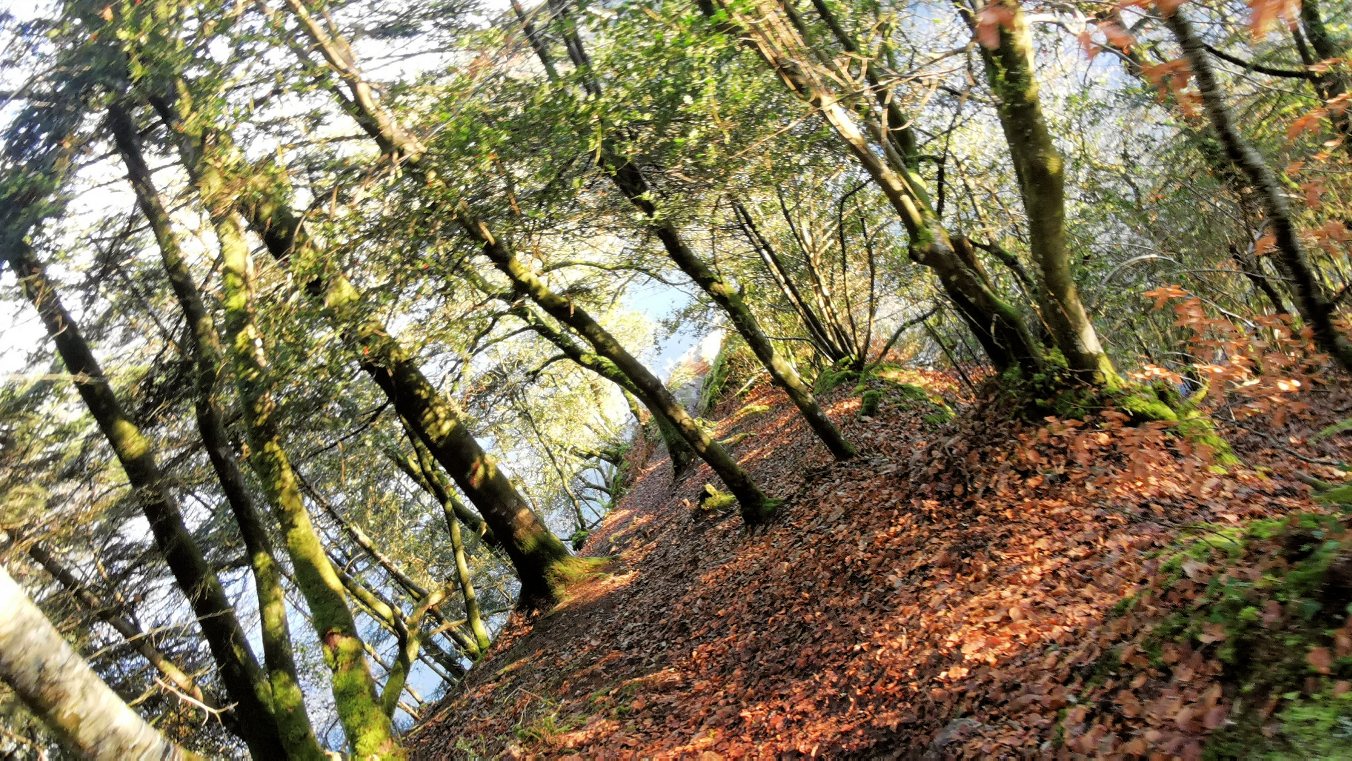 28-IMG_20210109_104645_1