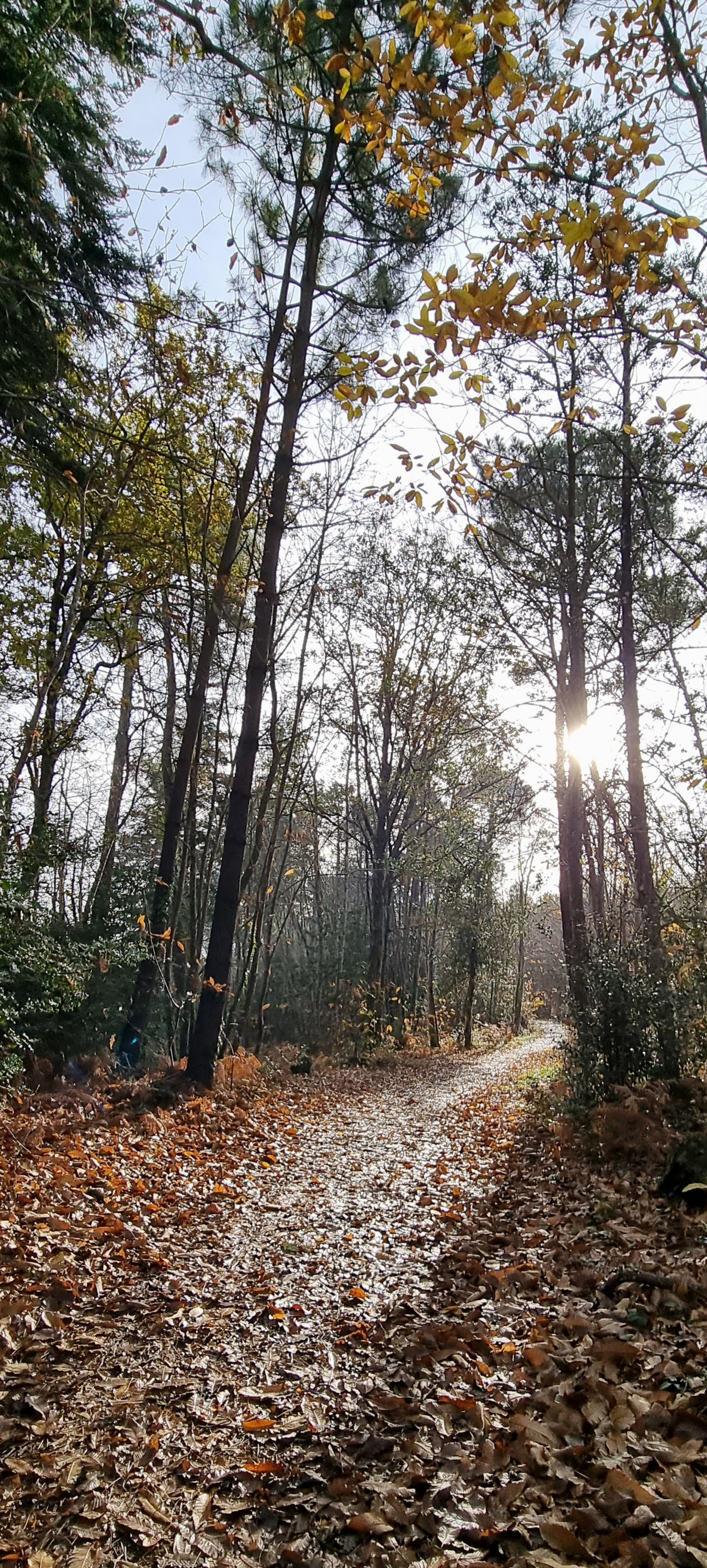 52-20211129_110614(0)