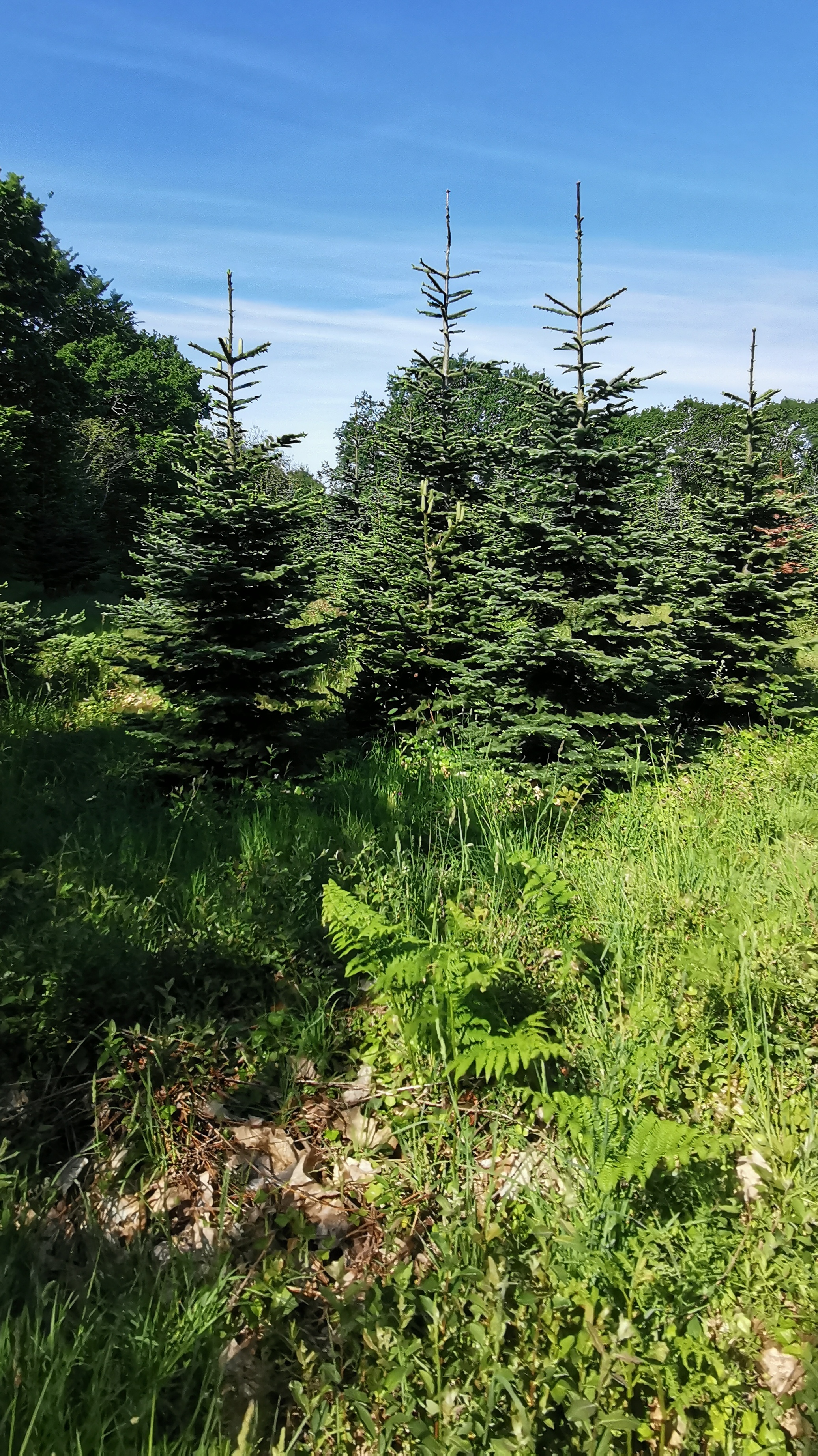 34-IMG_20210531_105310