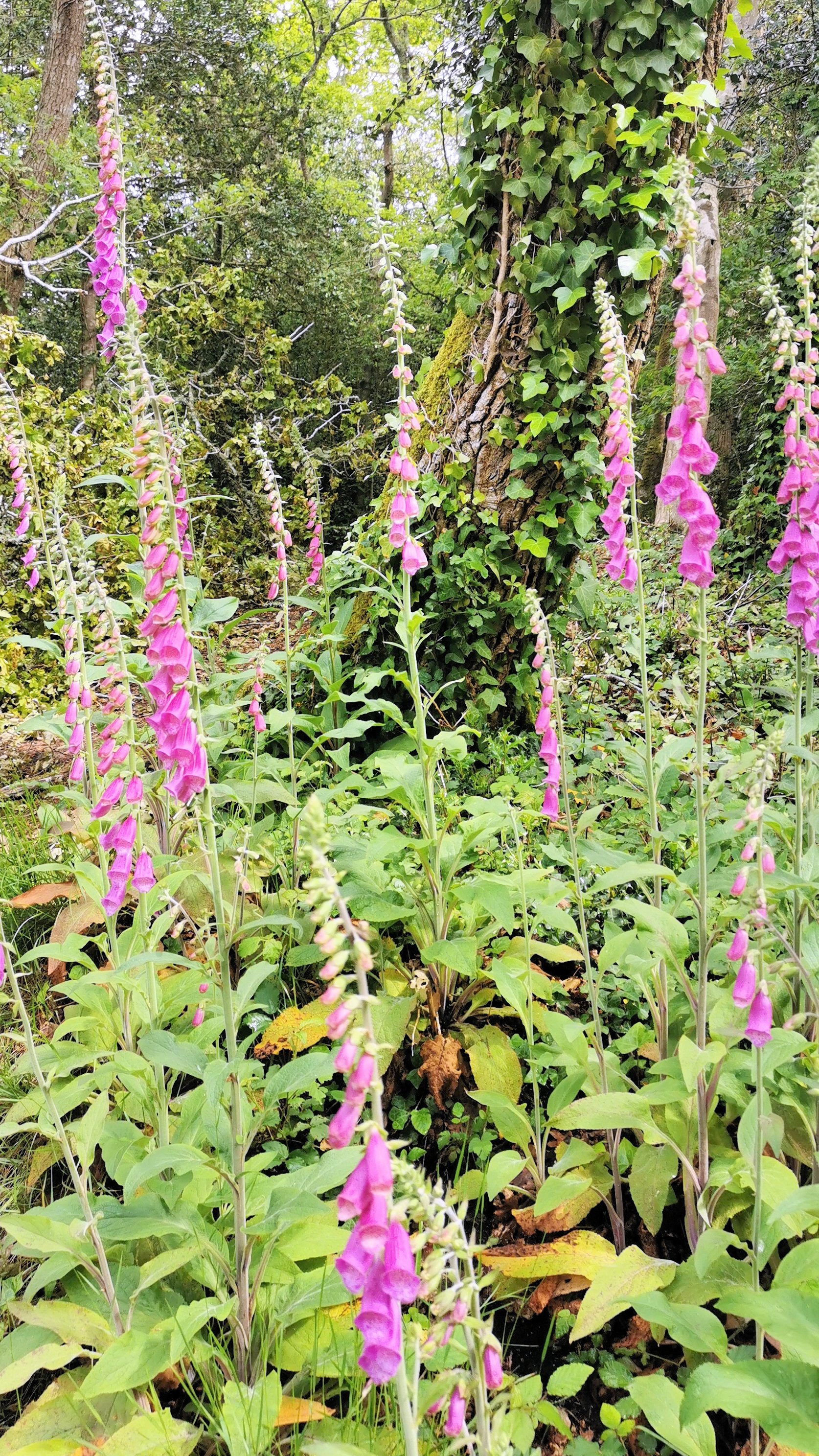 44-IMG_20210522_112236_1