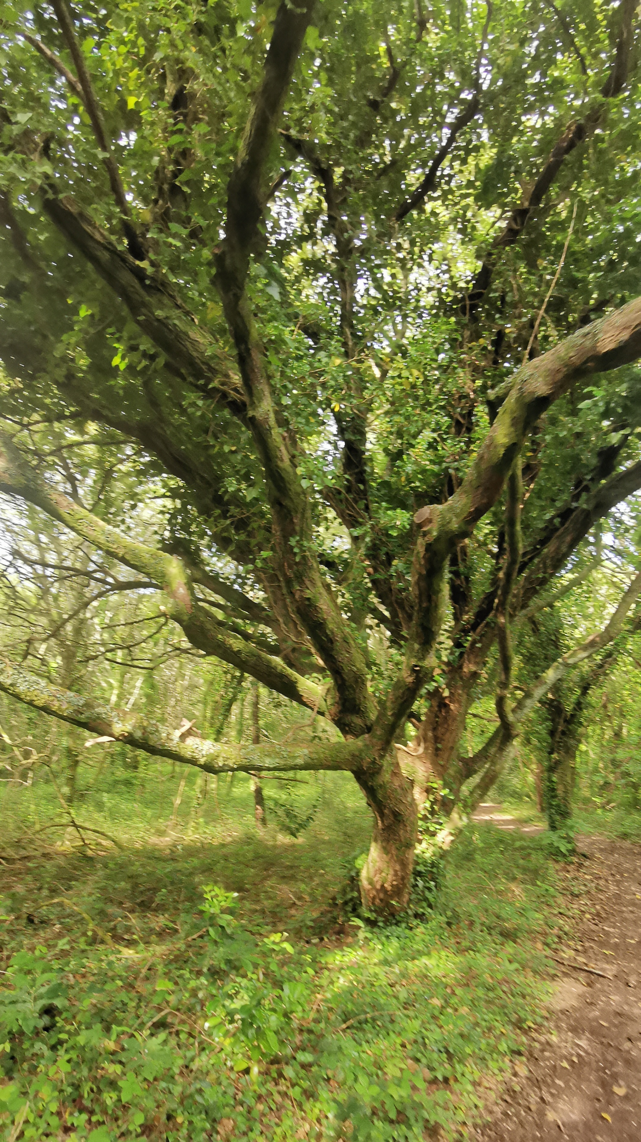 12-IMG_20210608_101600_1