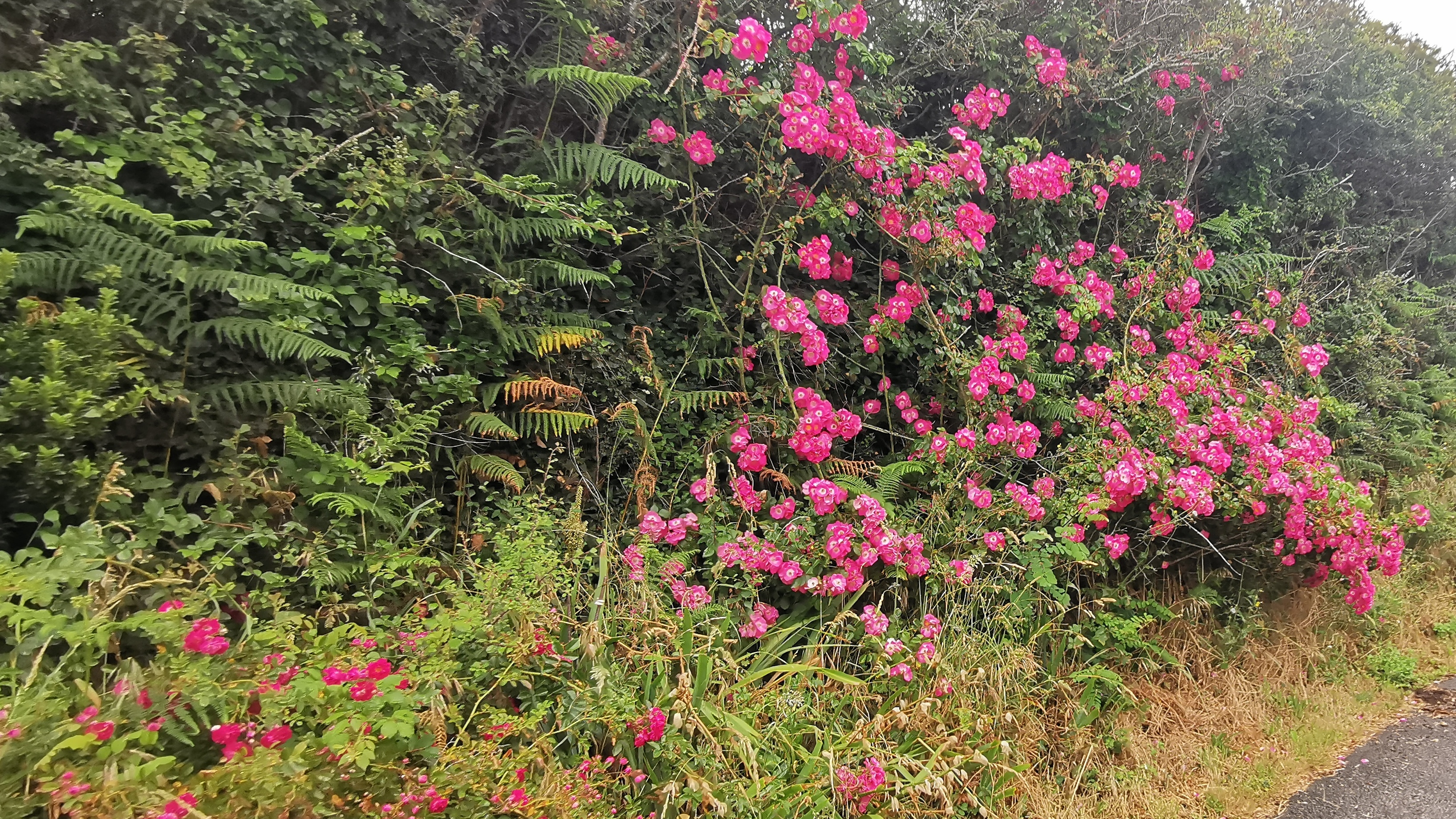 083-IMG_20210620_104146