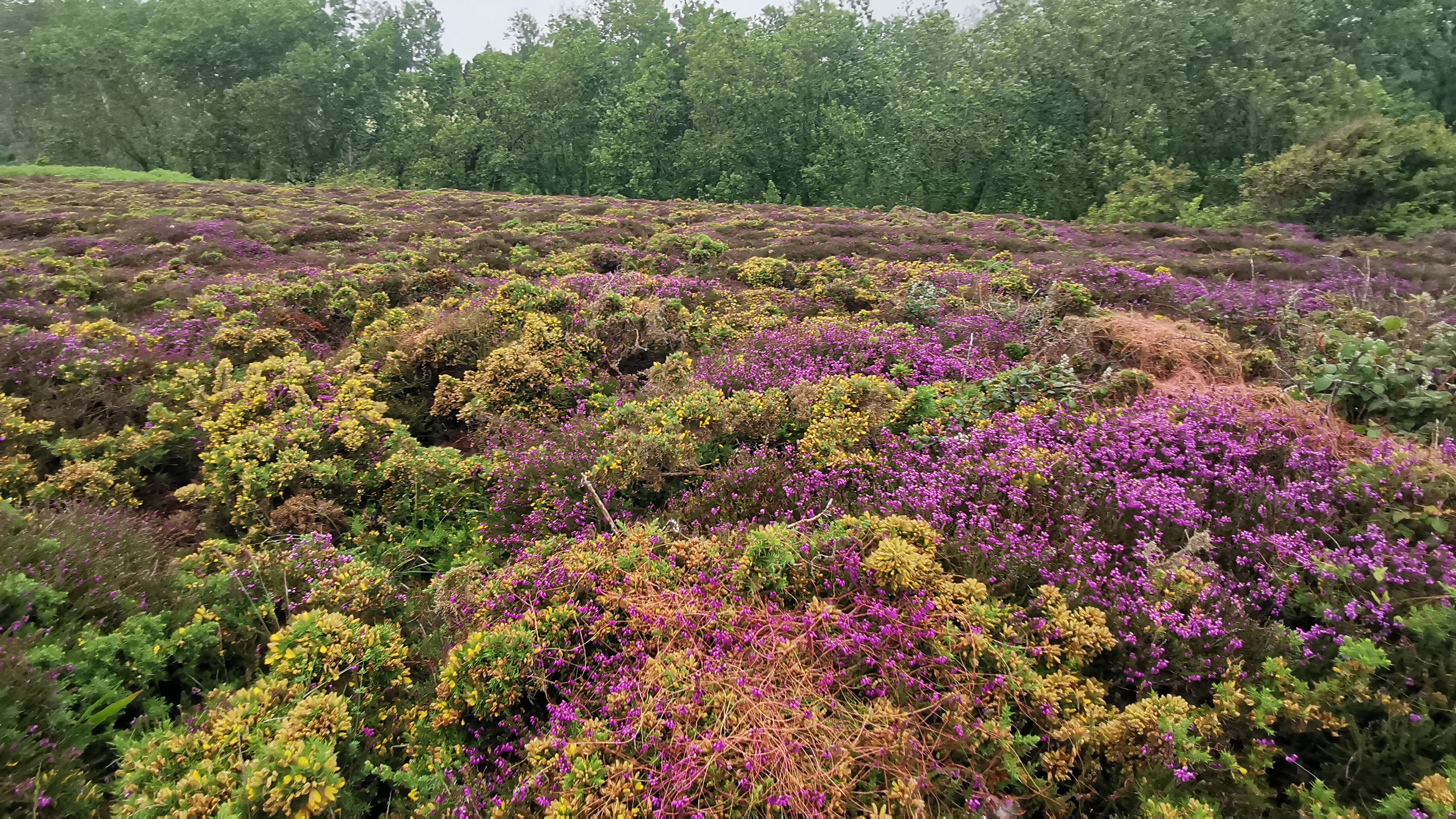 167-IMG_20210620_114929