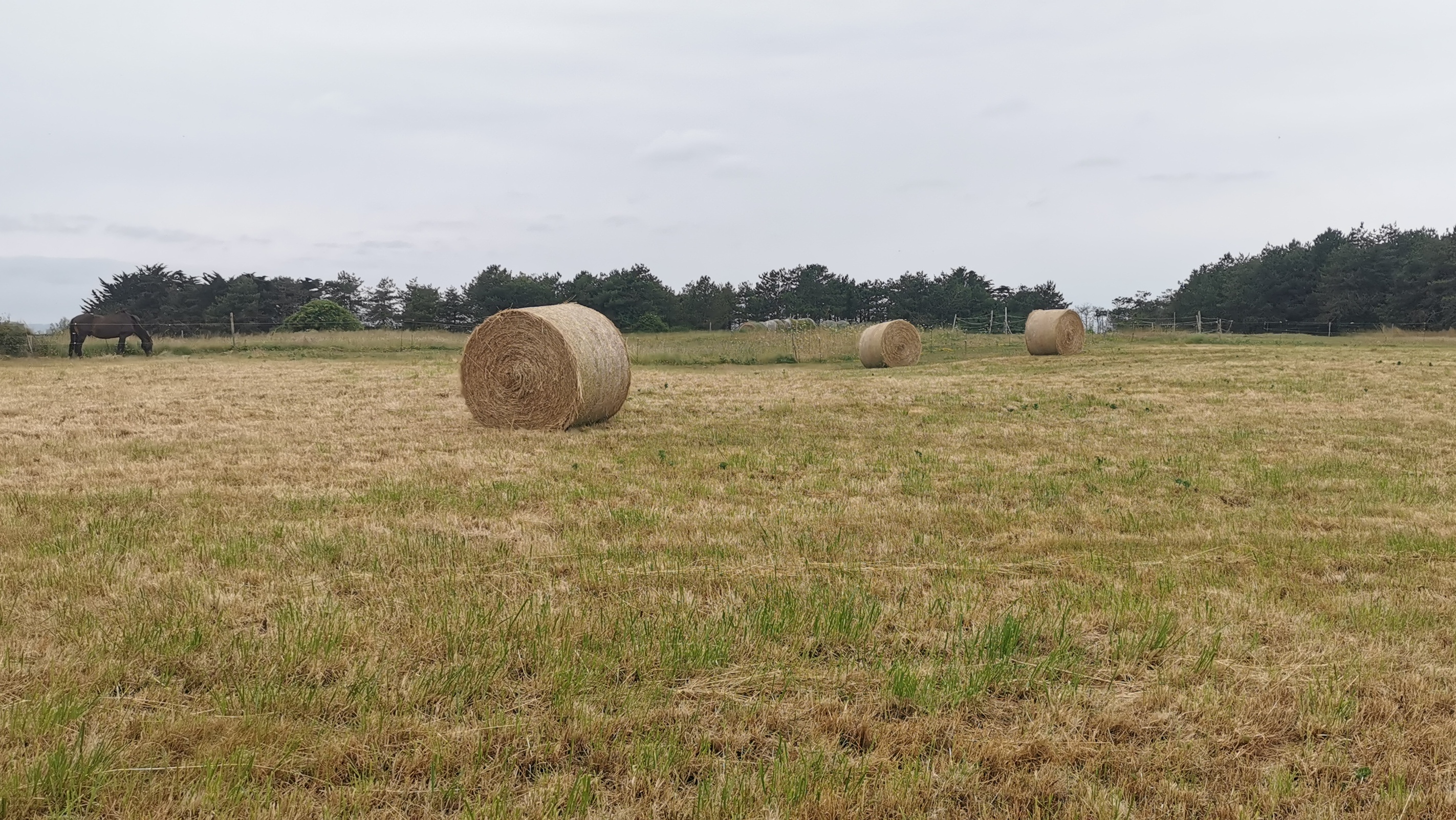 55-IMG_20210619_113917