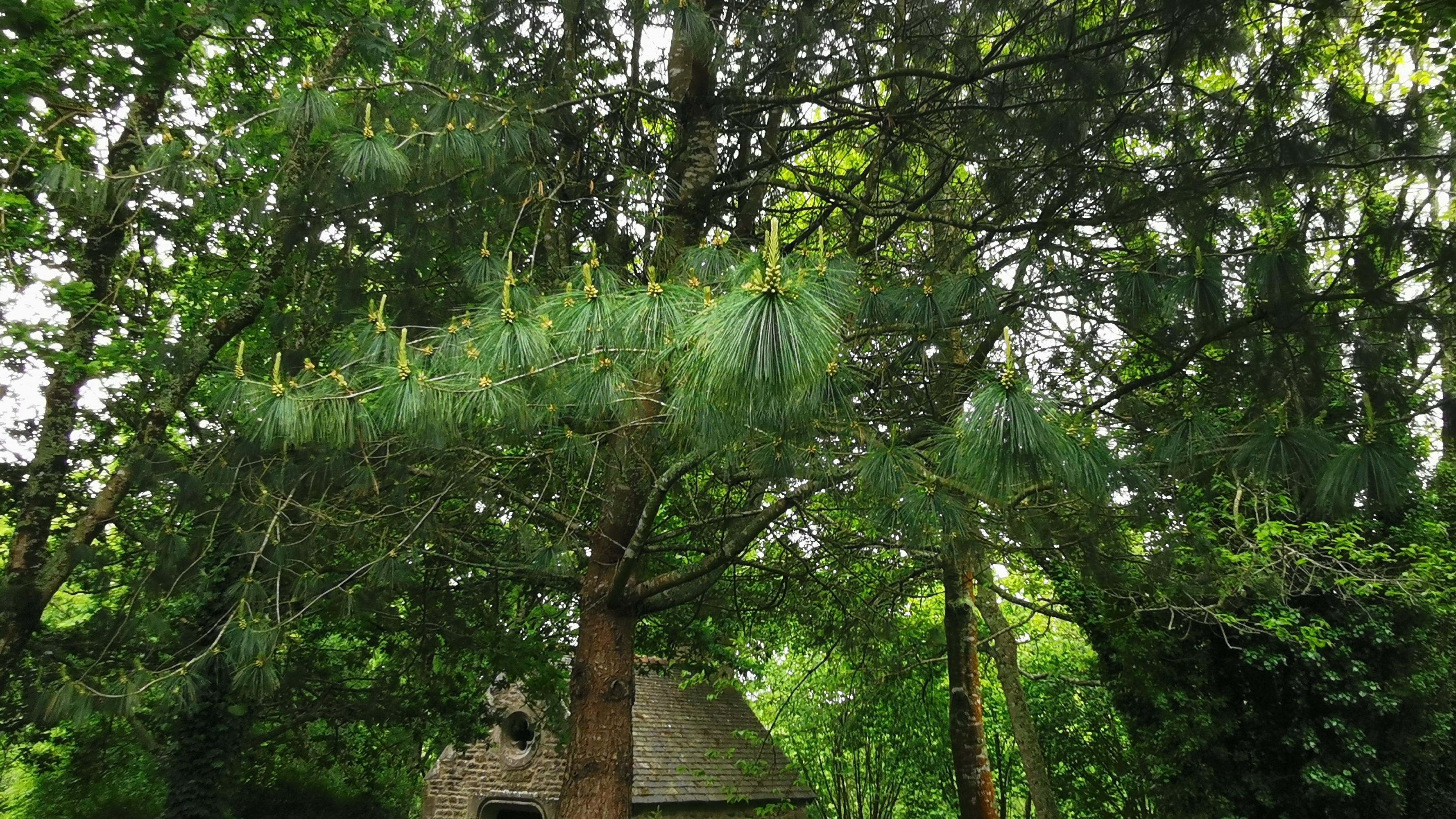 12-IMG_20210527_100250