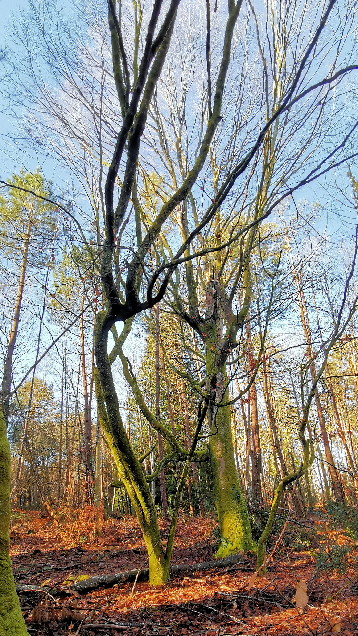 28-IMG_20210206_105635