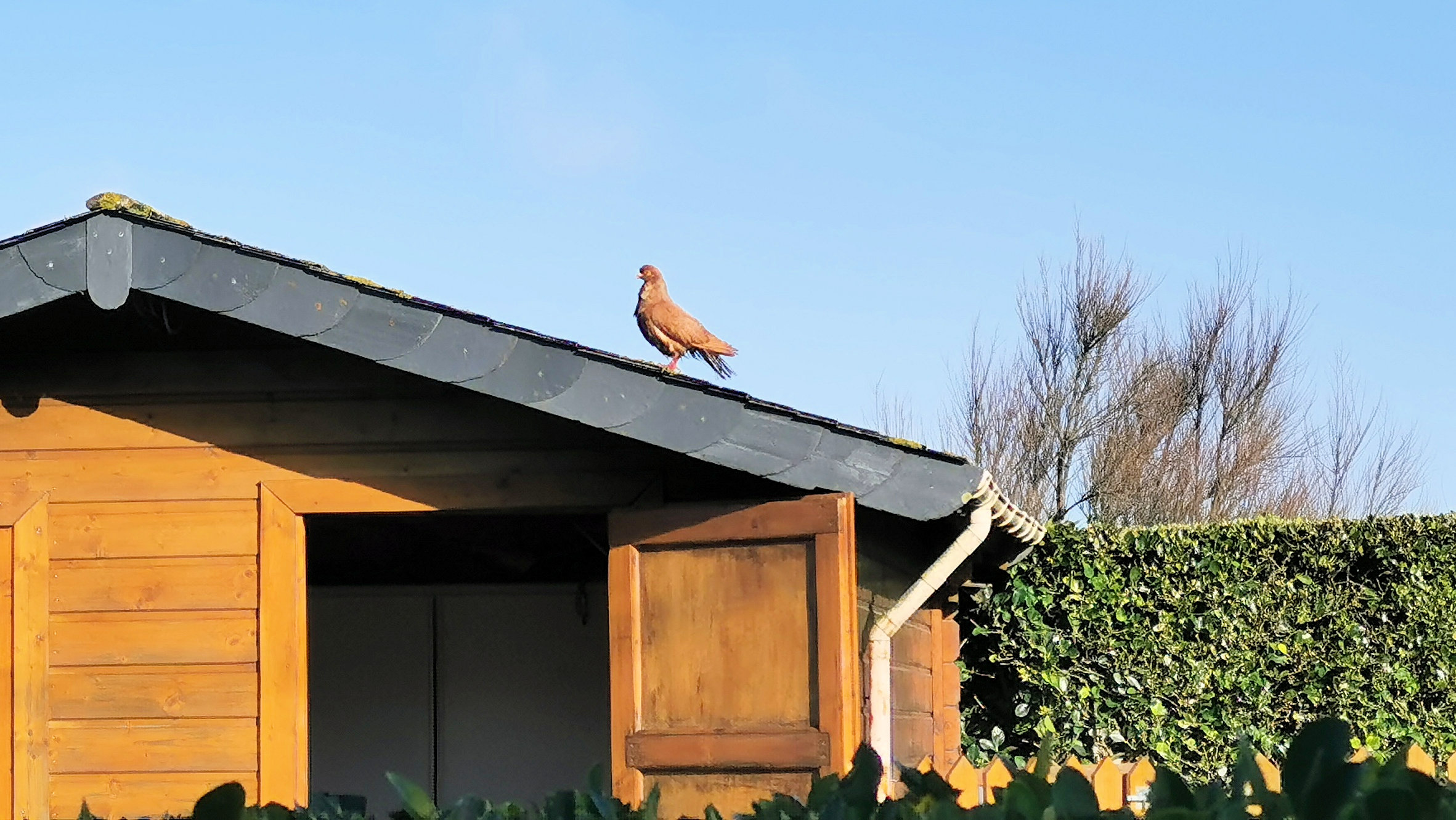 013-IMG_20210222_103400