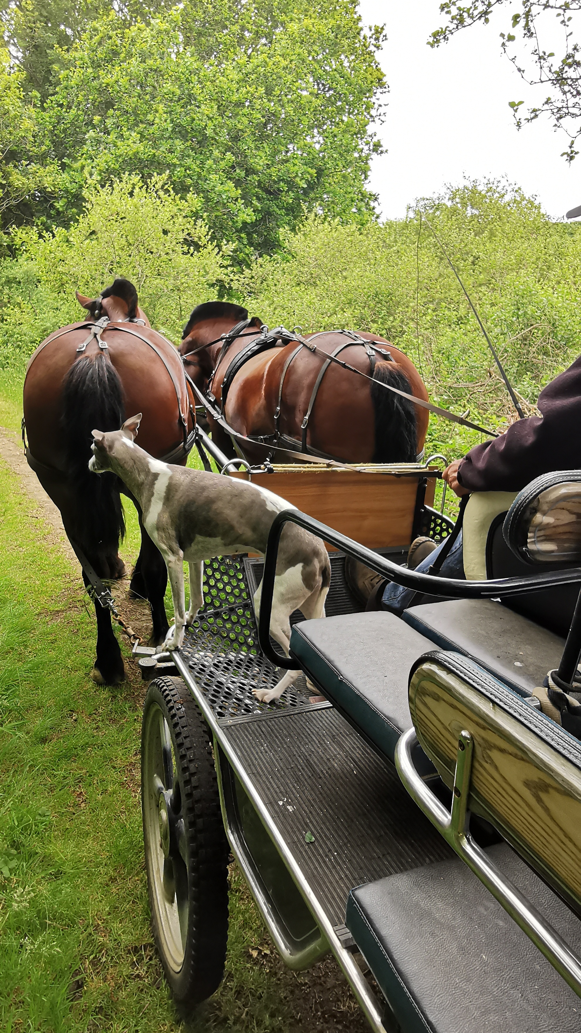 43-IMG_20210619_103823