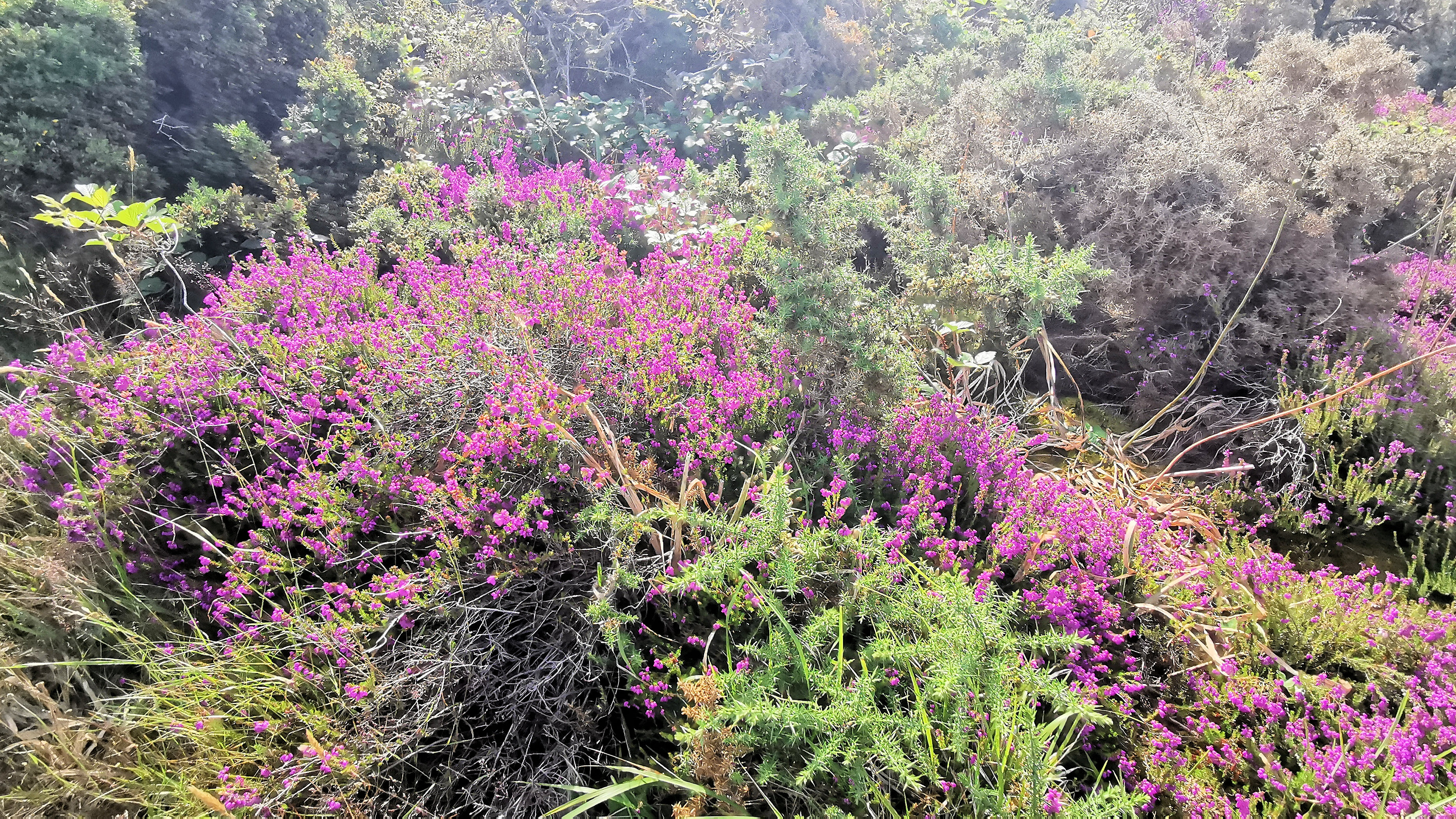 173-IMG_20210704_111923