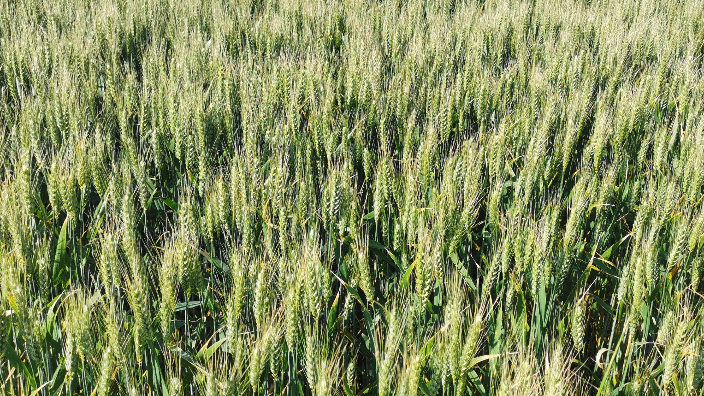 11-IMG_20210530_102105