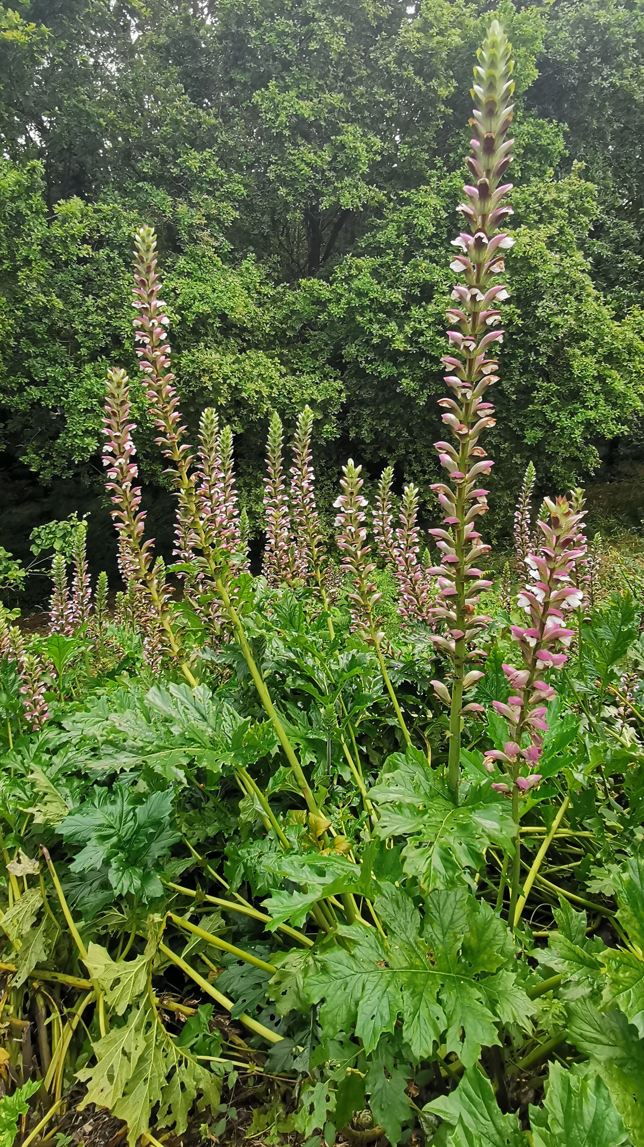 07-IMG_20210713_182652