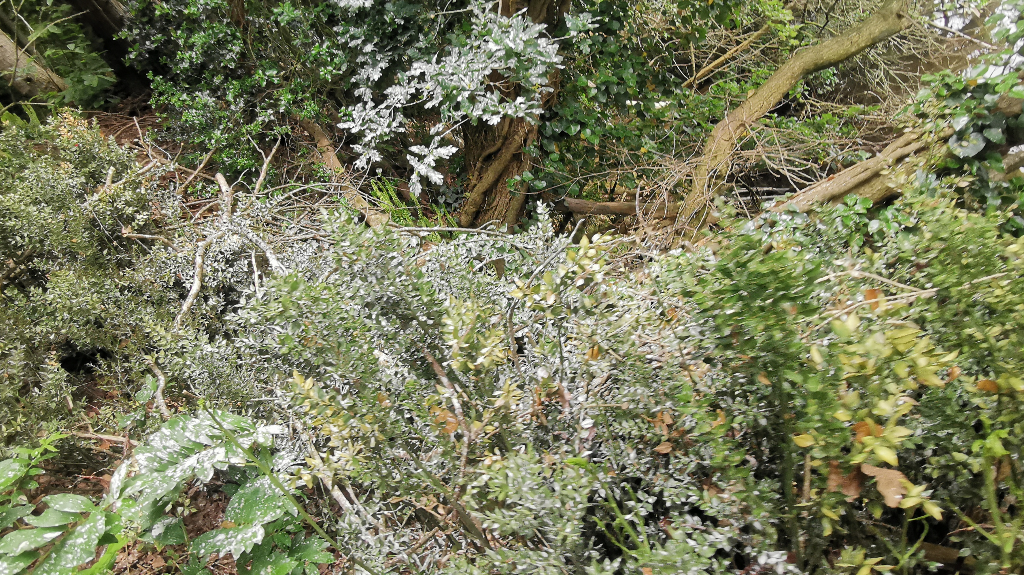 096-IMG_20210606_112811