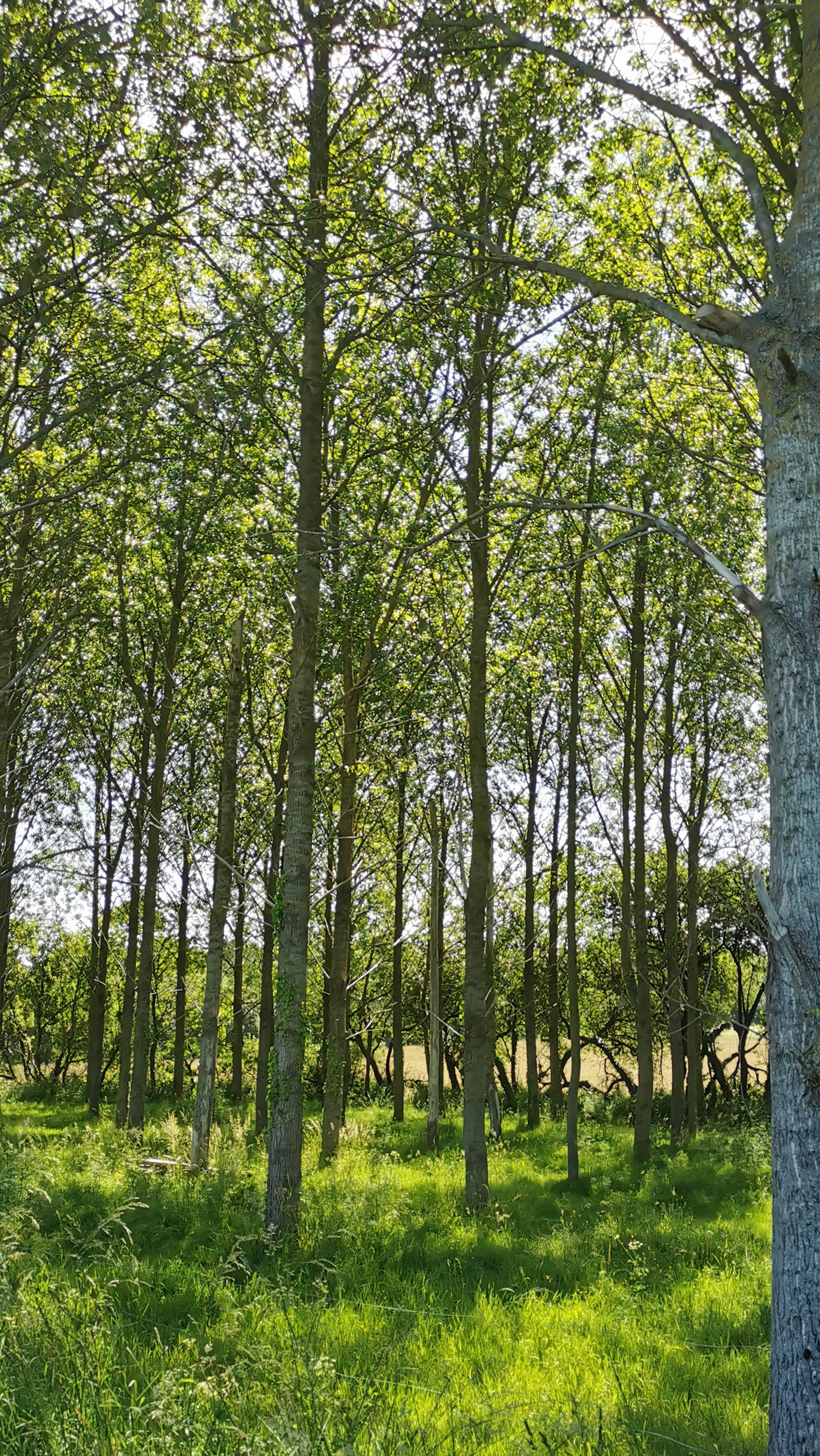 72-IMG_20210530_115409