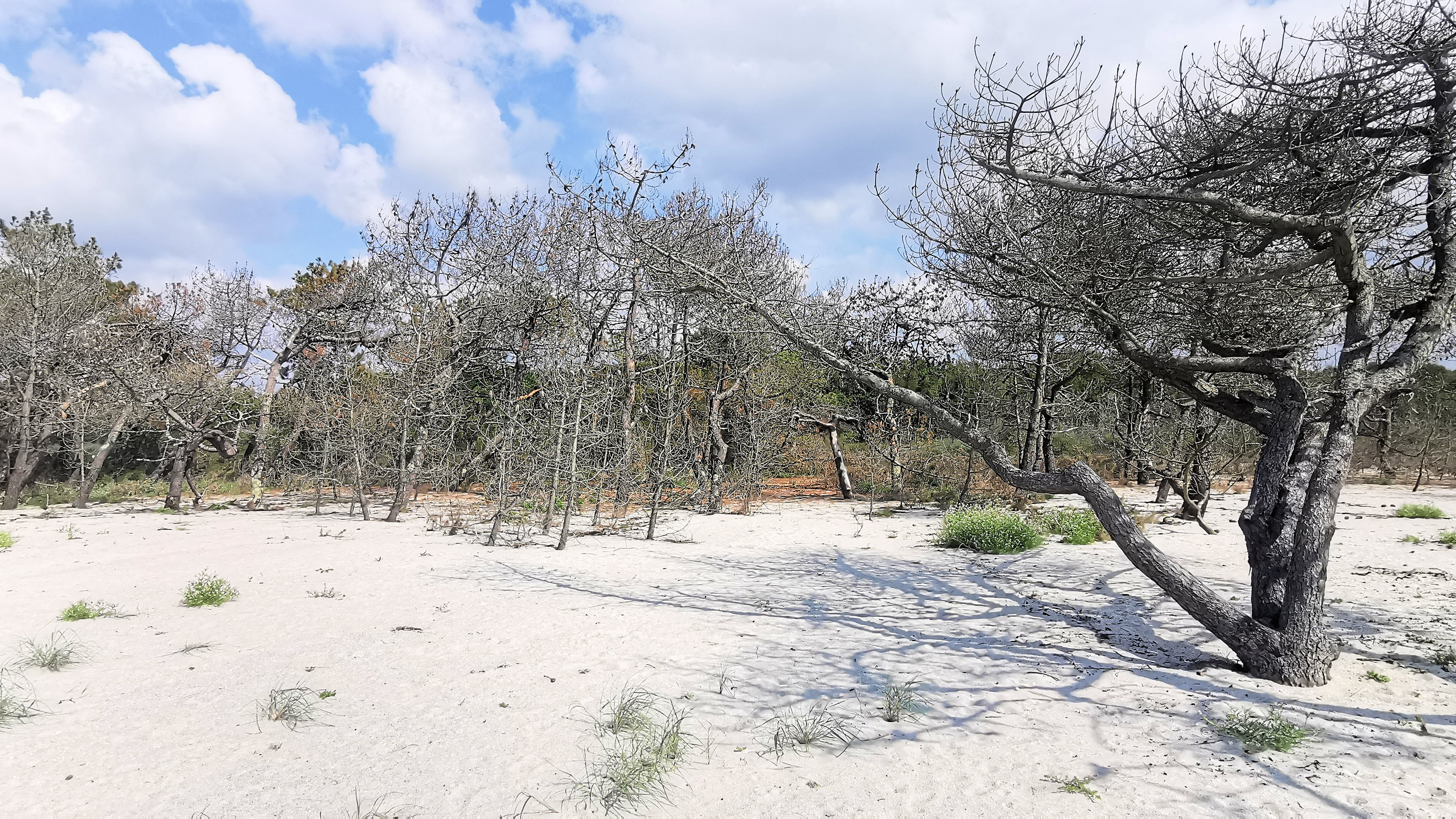 48-IMG_20210726_114418