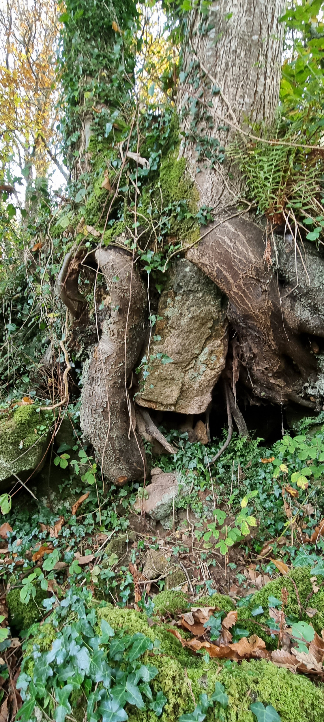 54-20211115_110231(0)