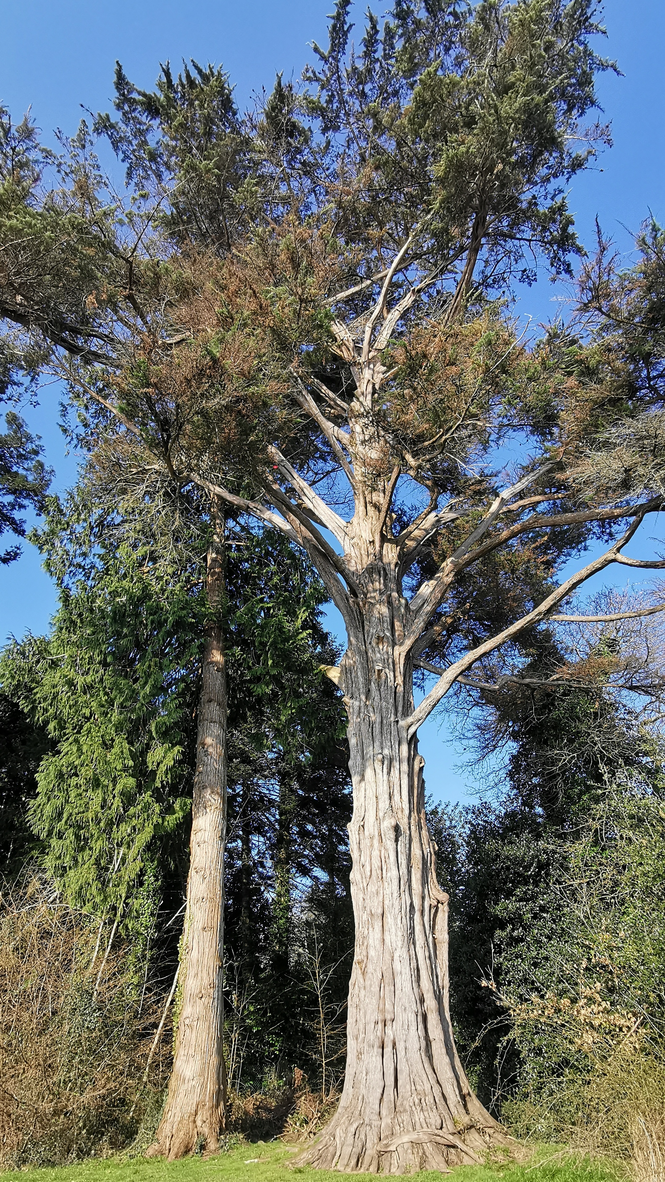 18-IMG_20210308_103018