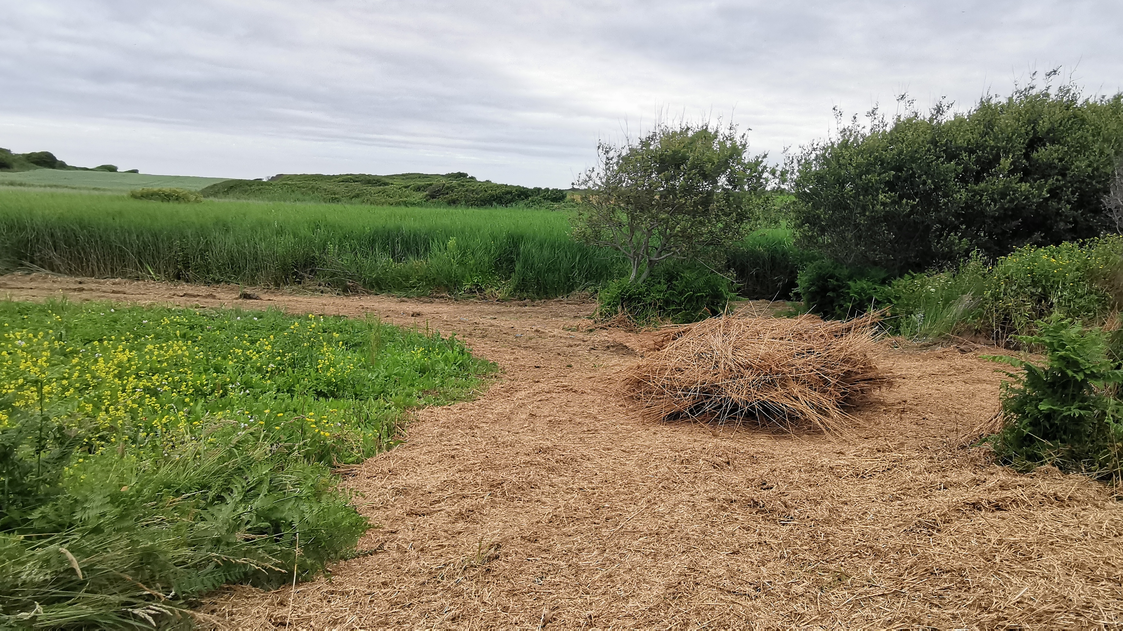 12-IMG_20210619_095041