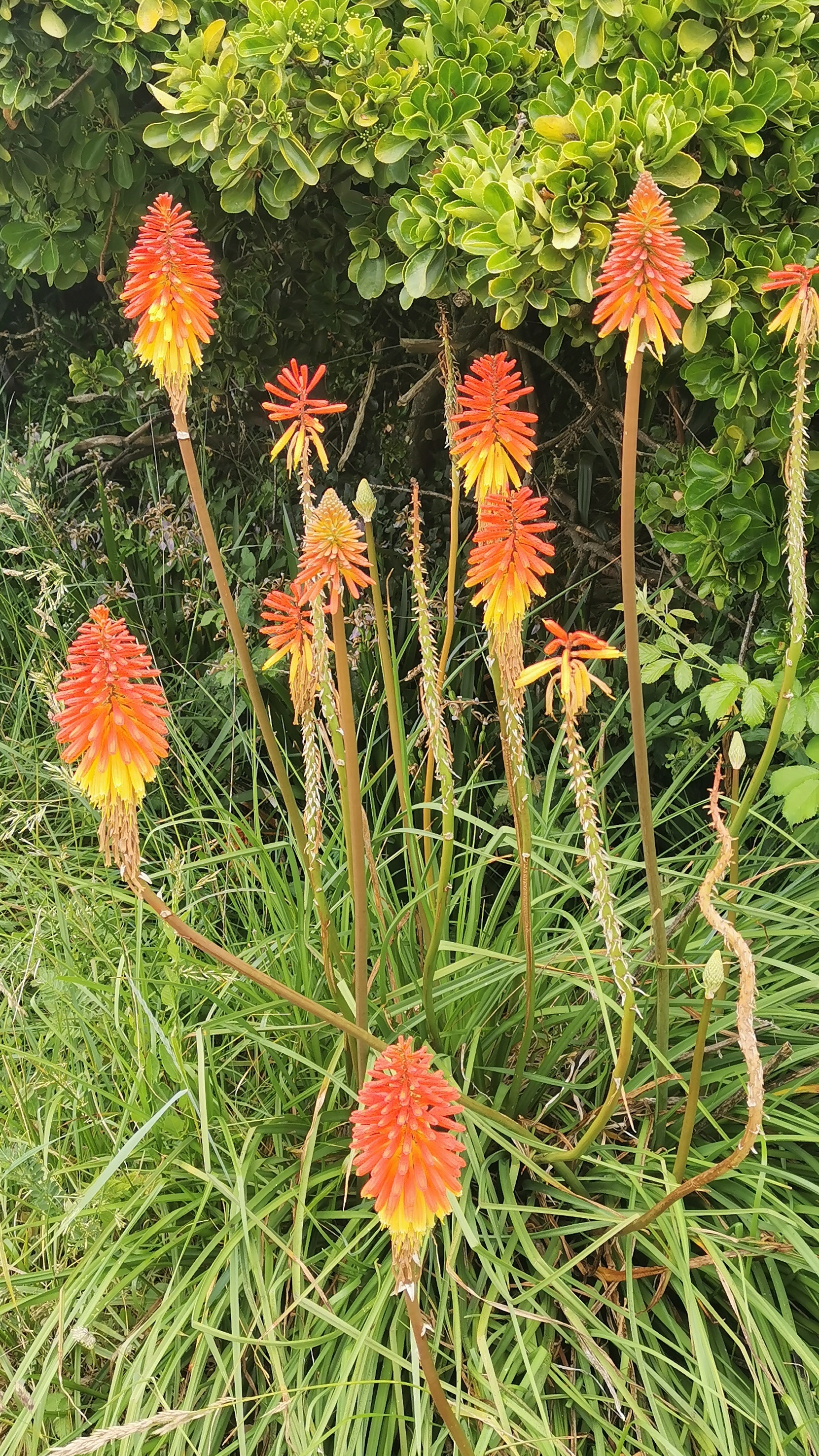 52-IMG_20210619_113145