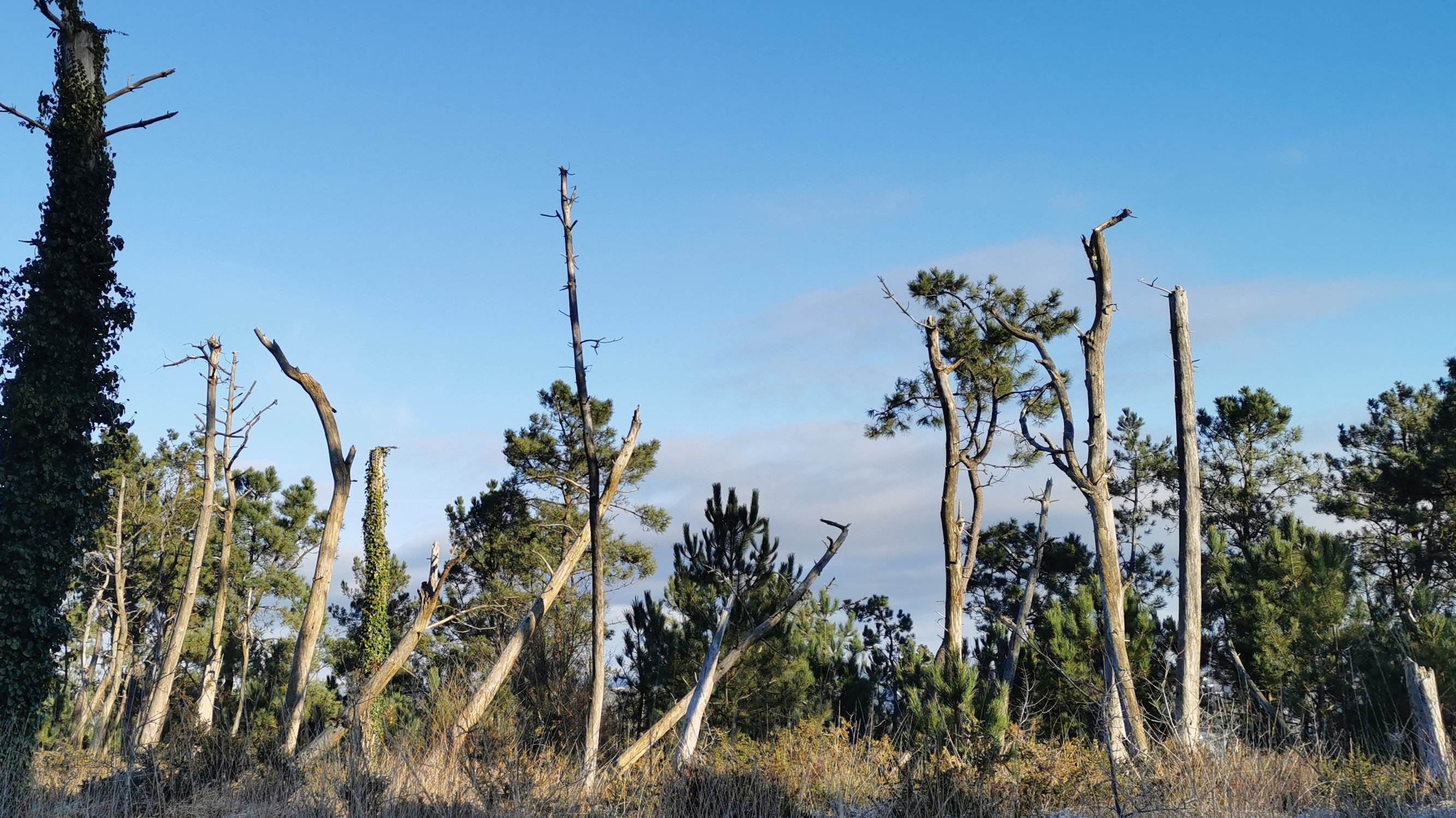 064-IMG_20210110_104324