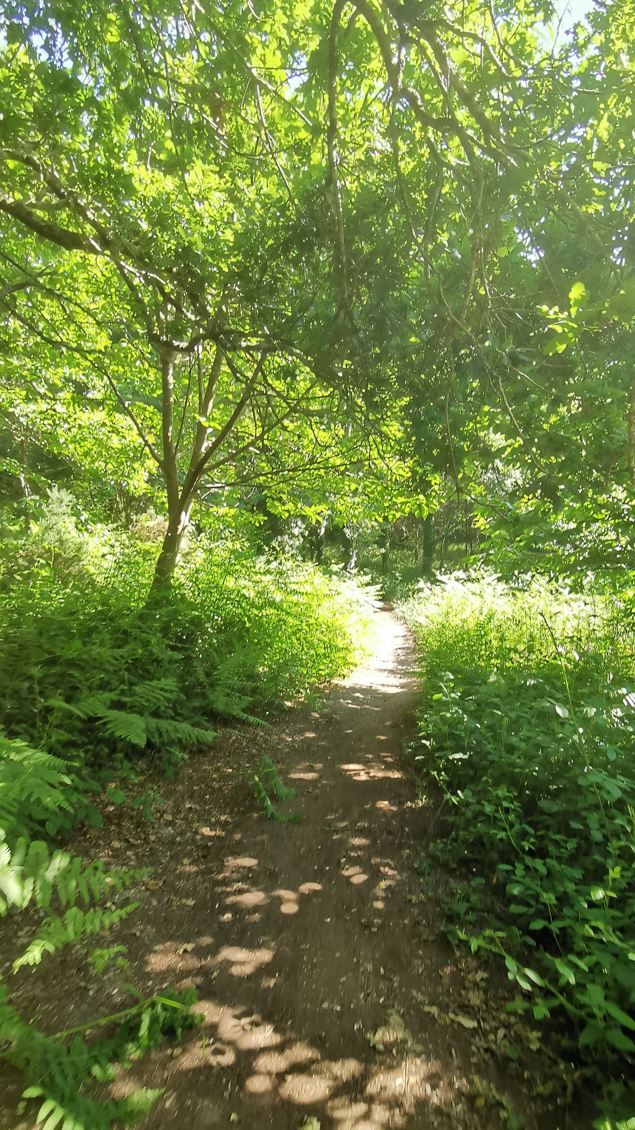 19-IMG_20210615_181306