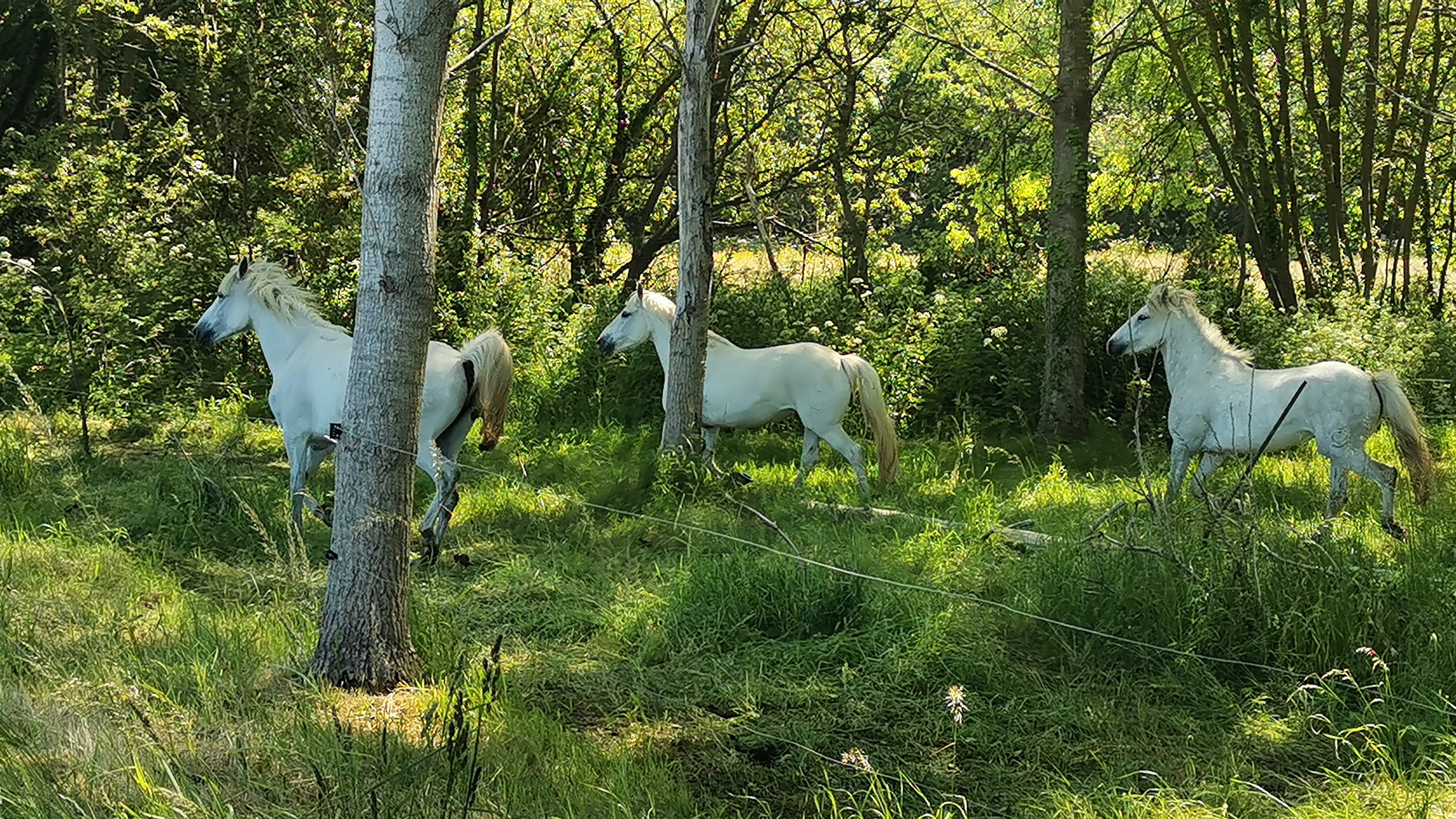 75-IMG_20210530_115441